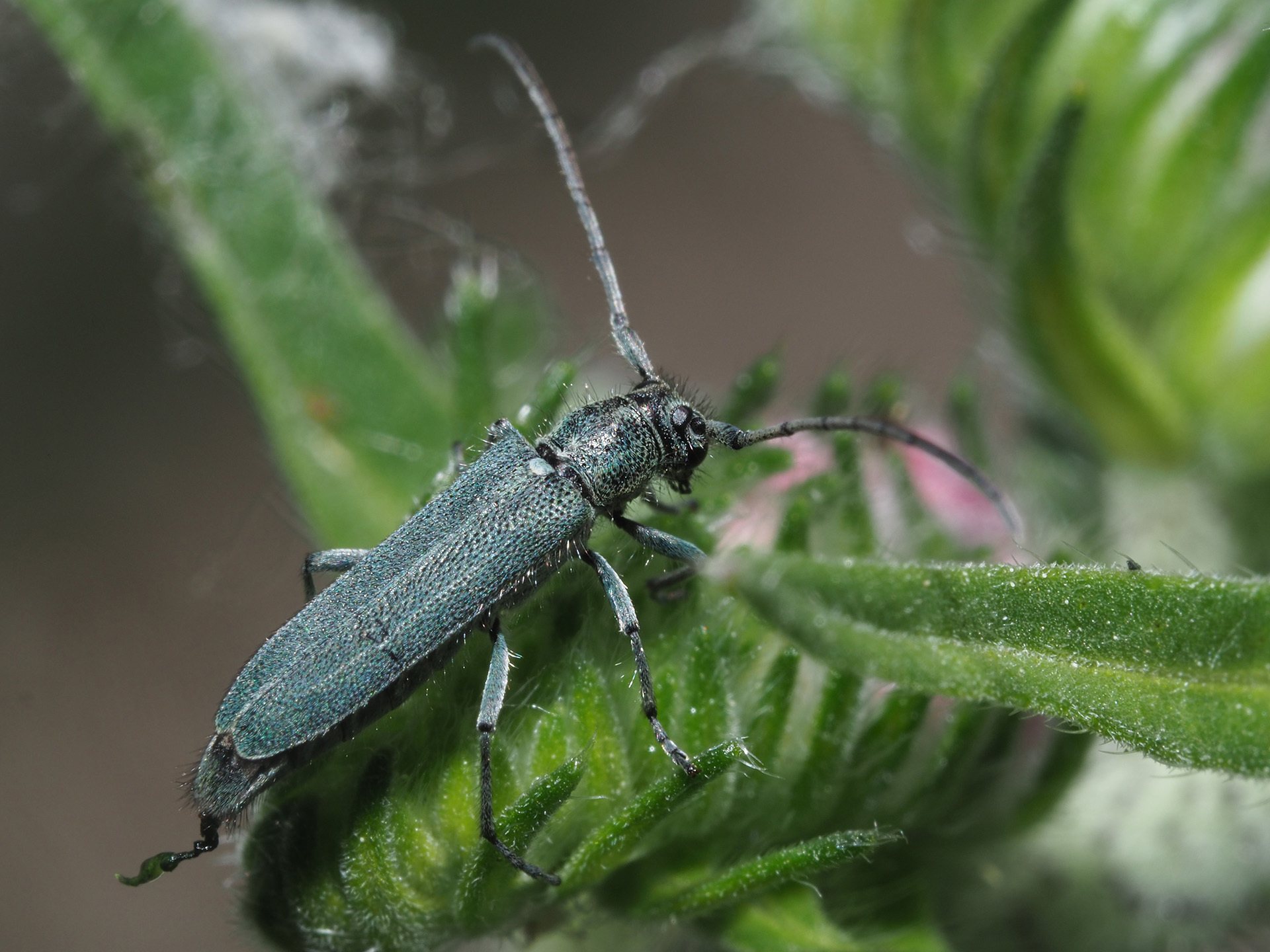 Phytoecia