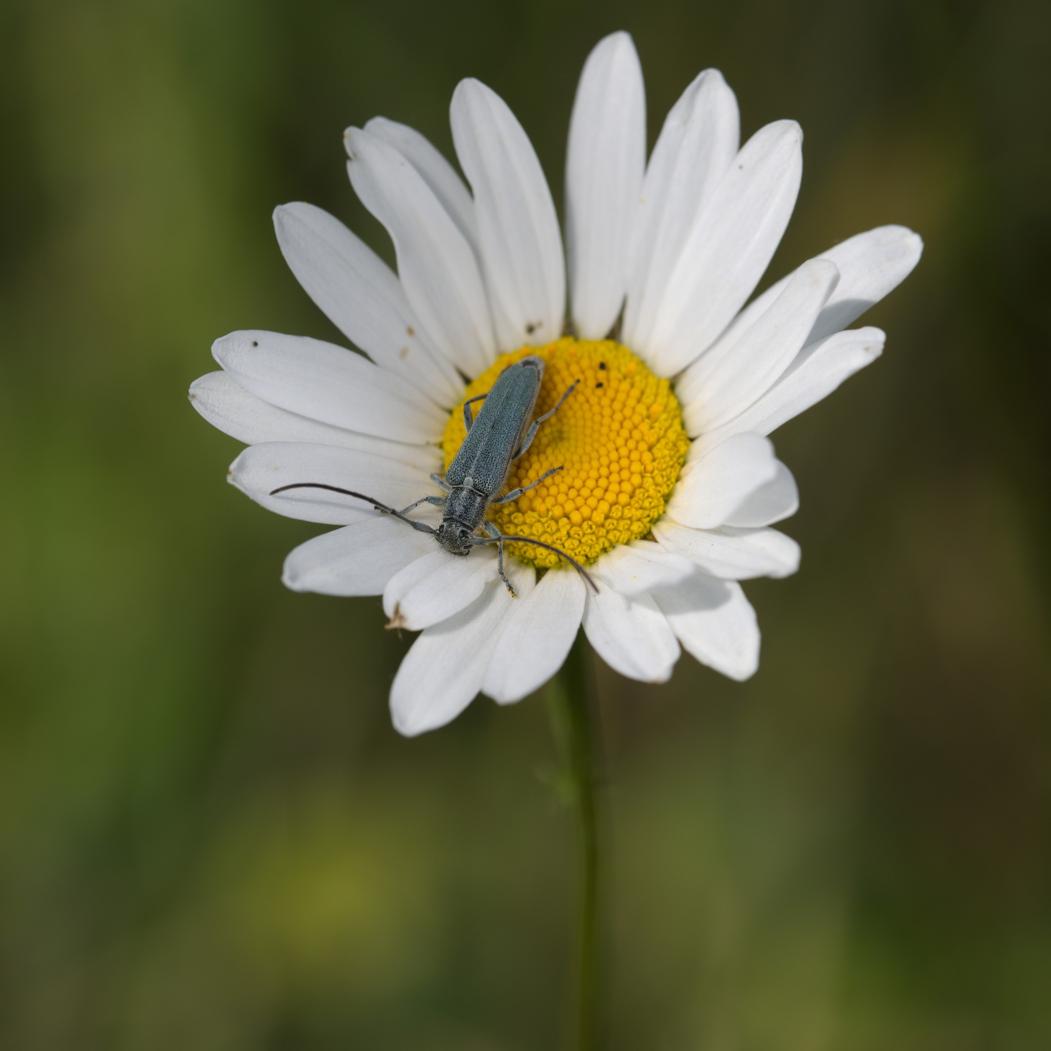 Phytoecia