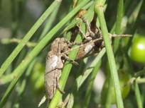 Niphona