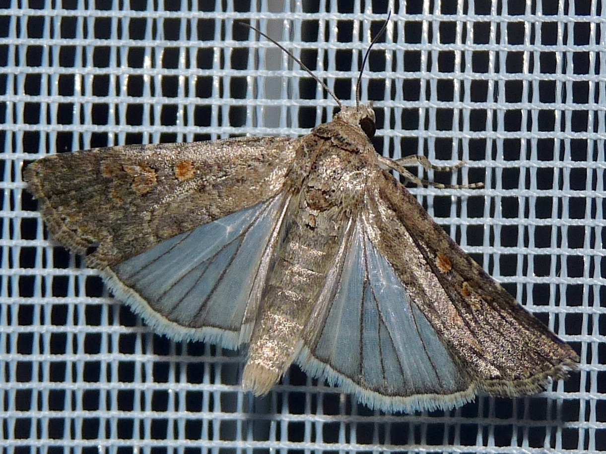 Spodoptera exigua