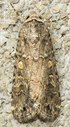 Spodoptera exigua