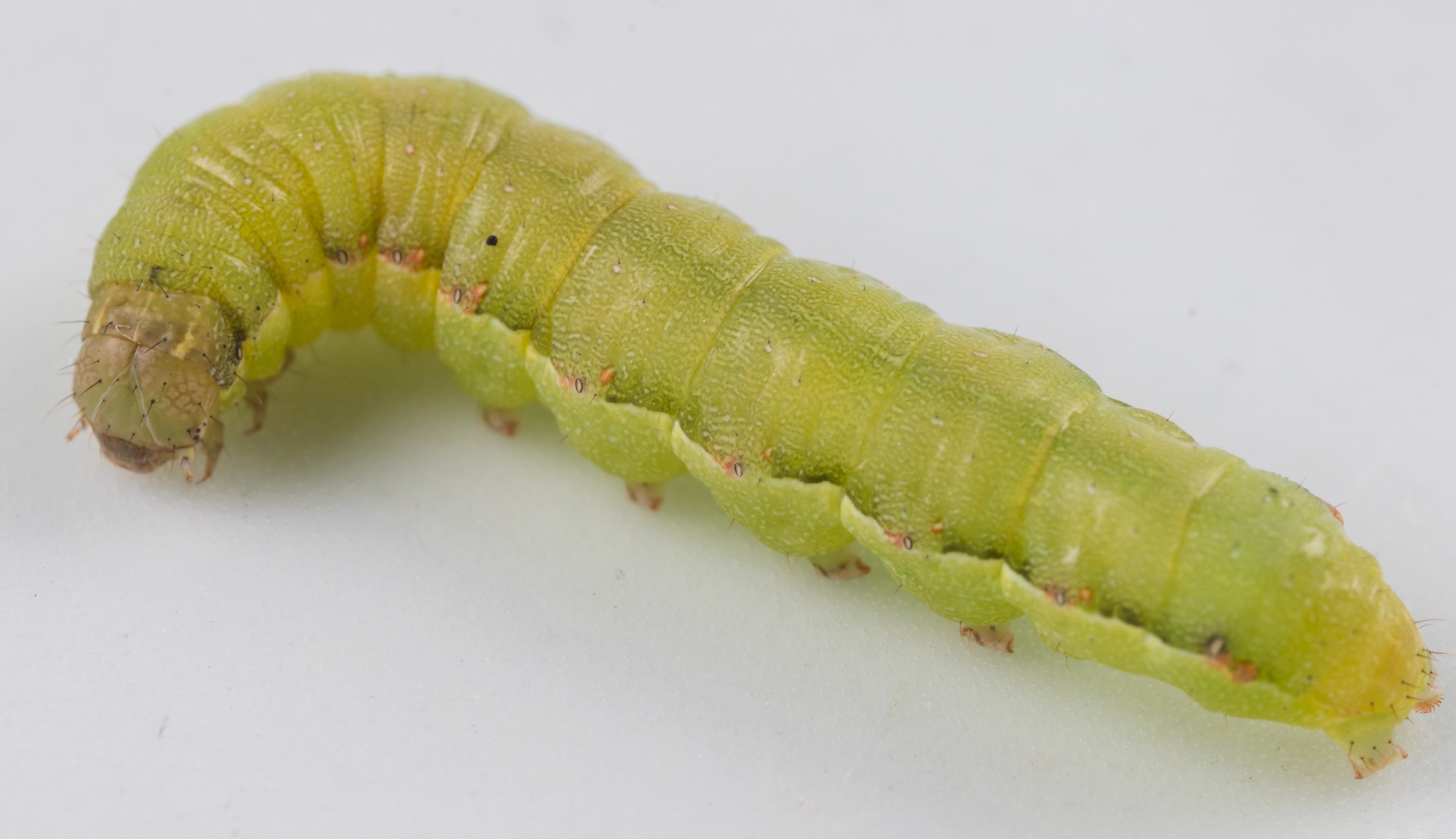 Spodoptera exigua