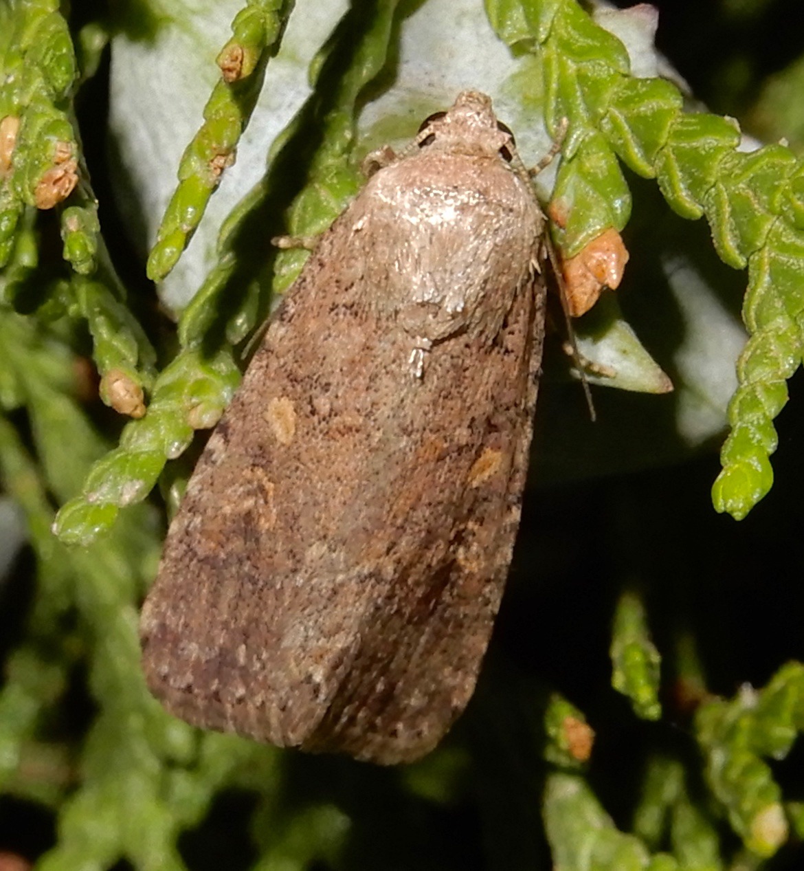 Spodoptera exigua