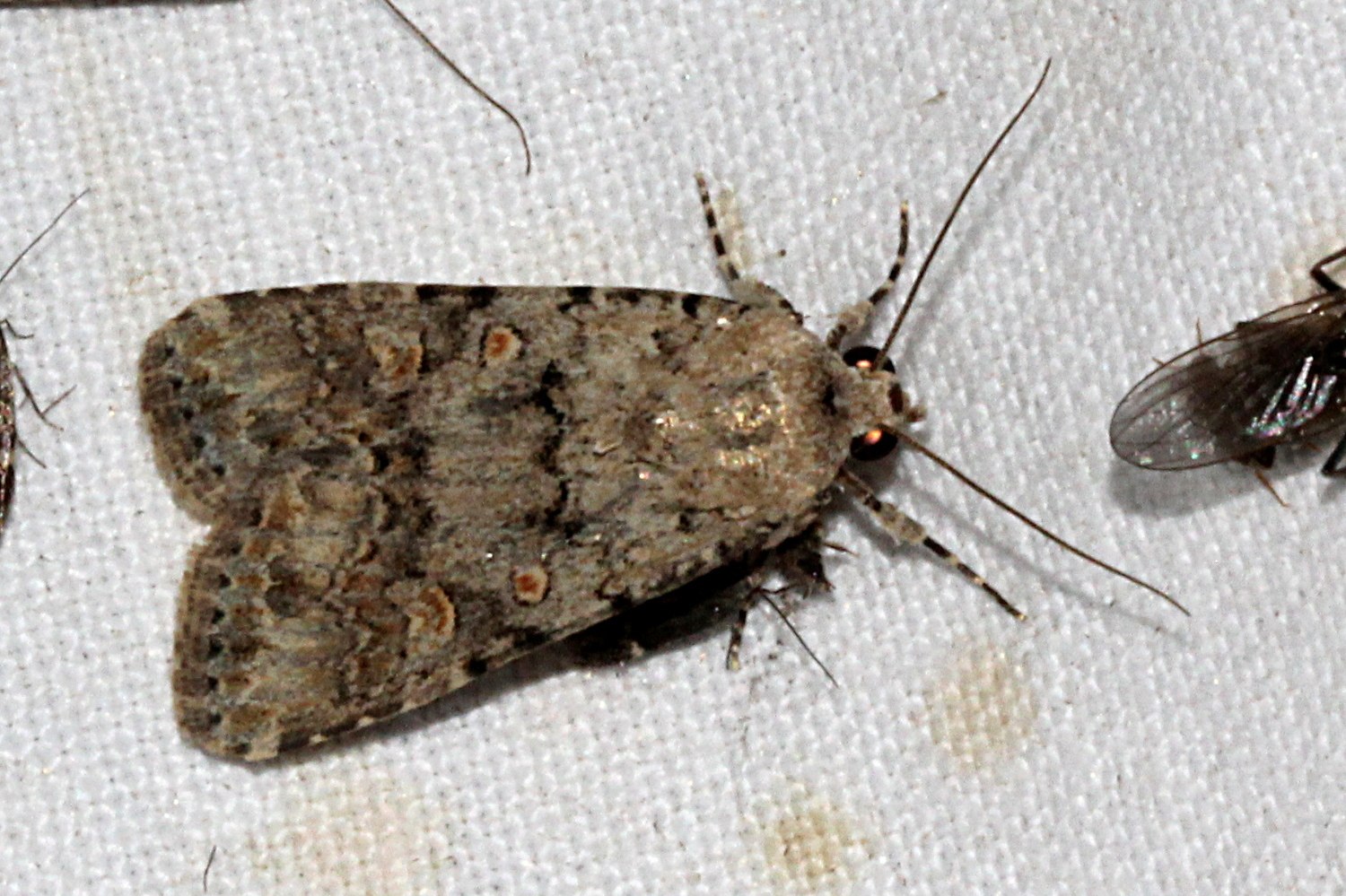 Spodoptera exigua