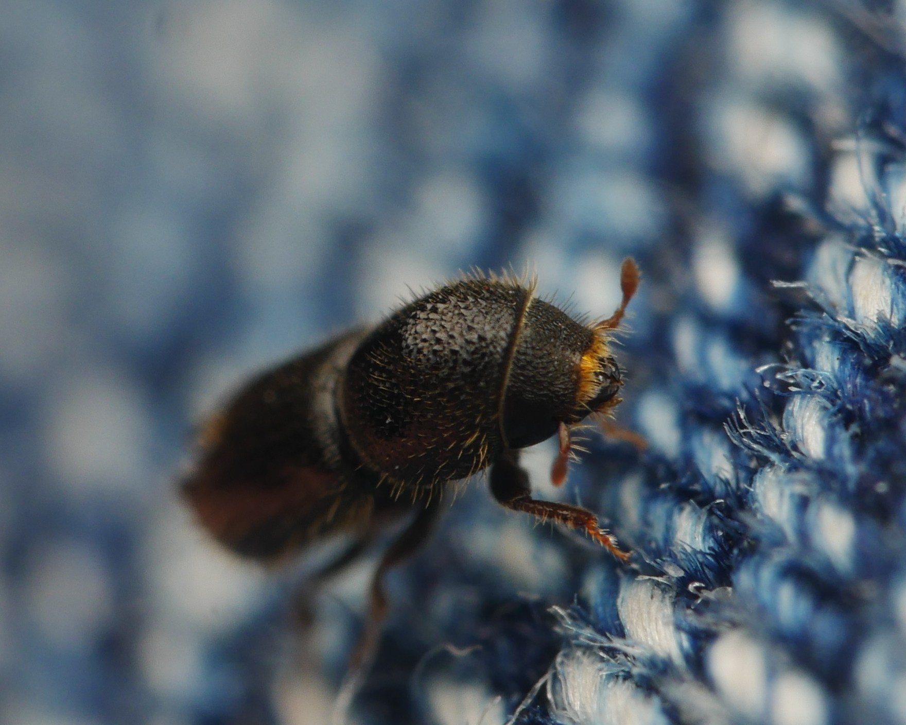 Pityogenes bidentatus