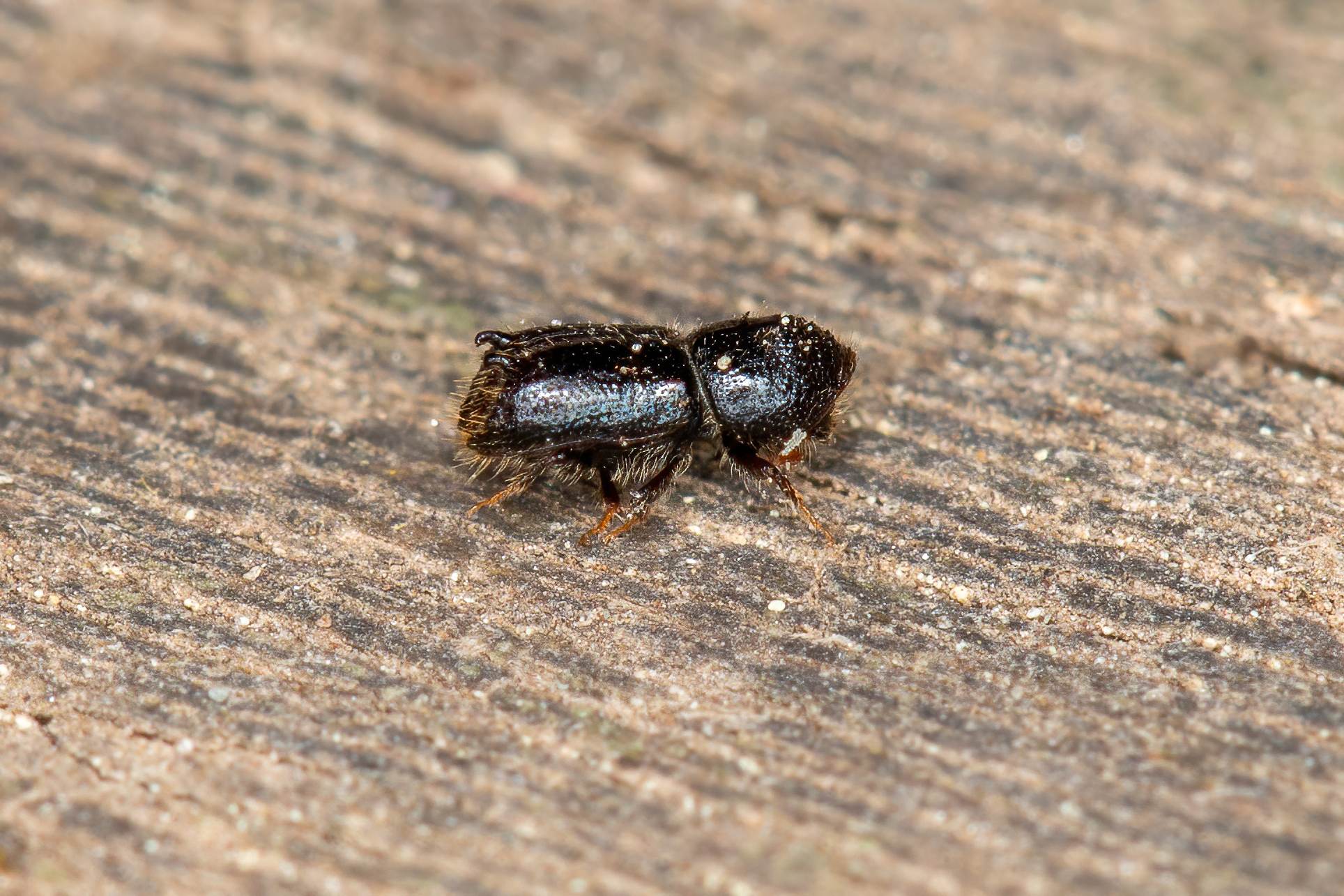 Pityogenes bidentatus
