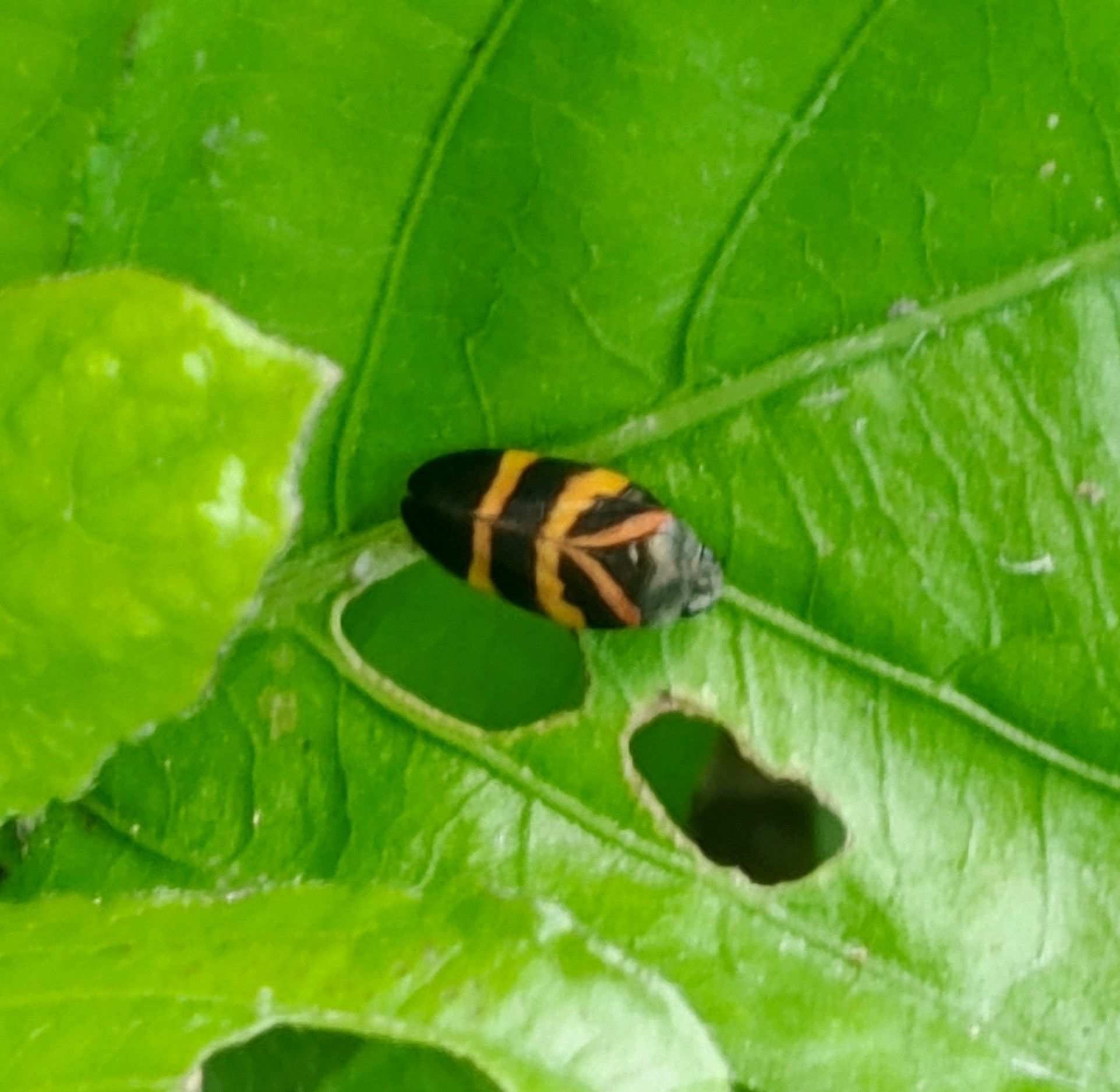 Aeneolamia varia