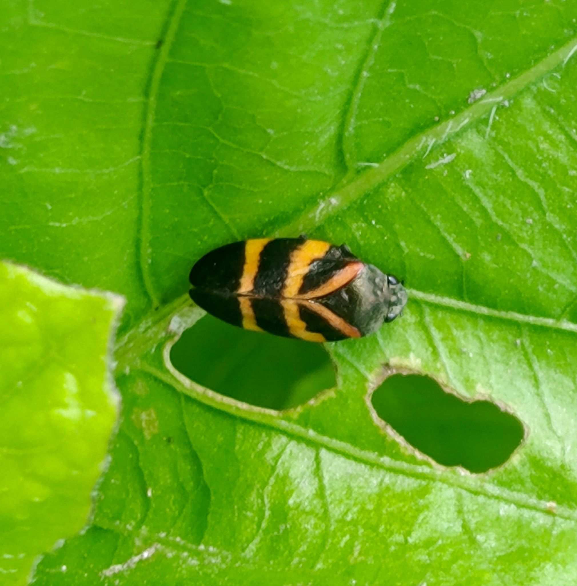 Aeneolamia varia