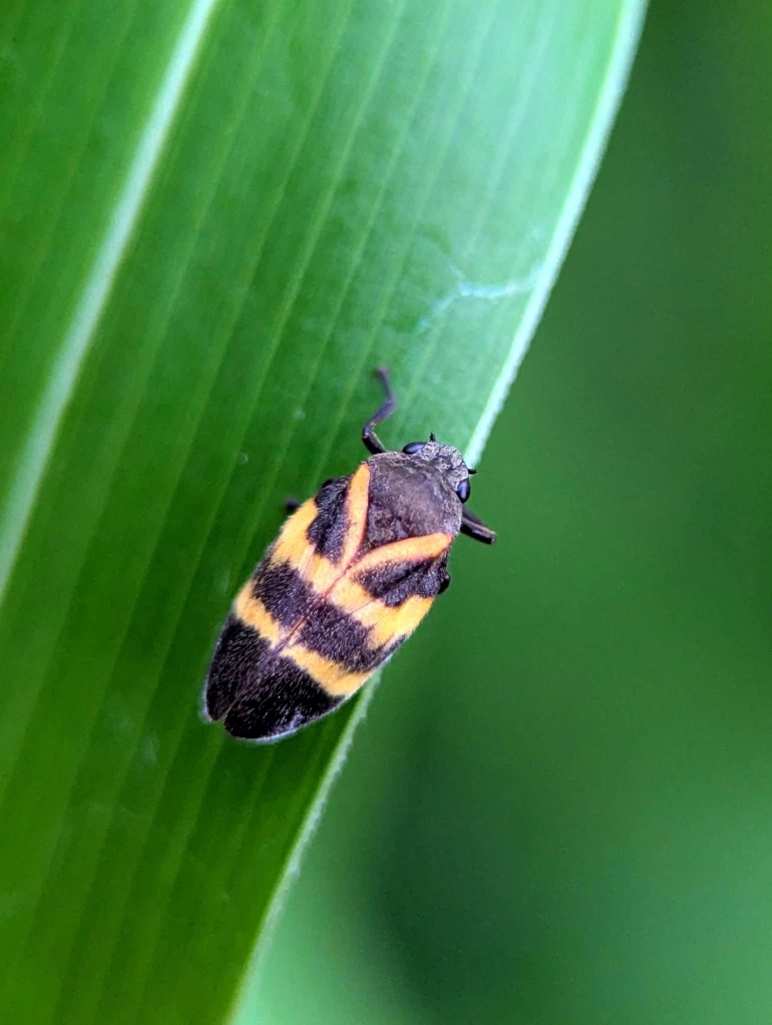 Aeneolamia varia