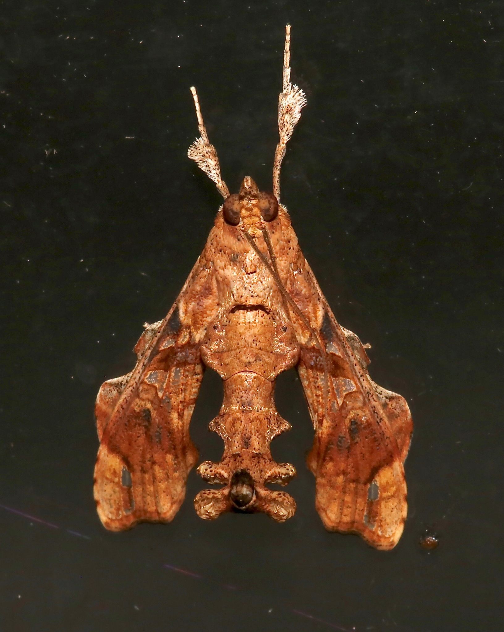 Terastia