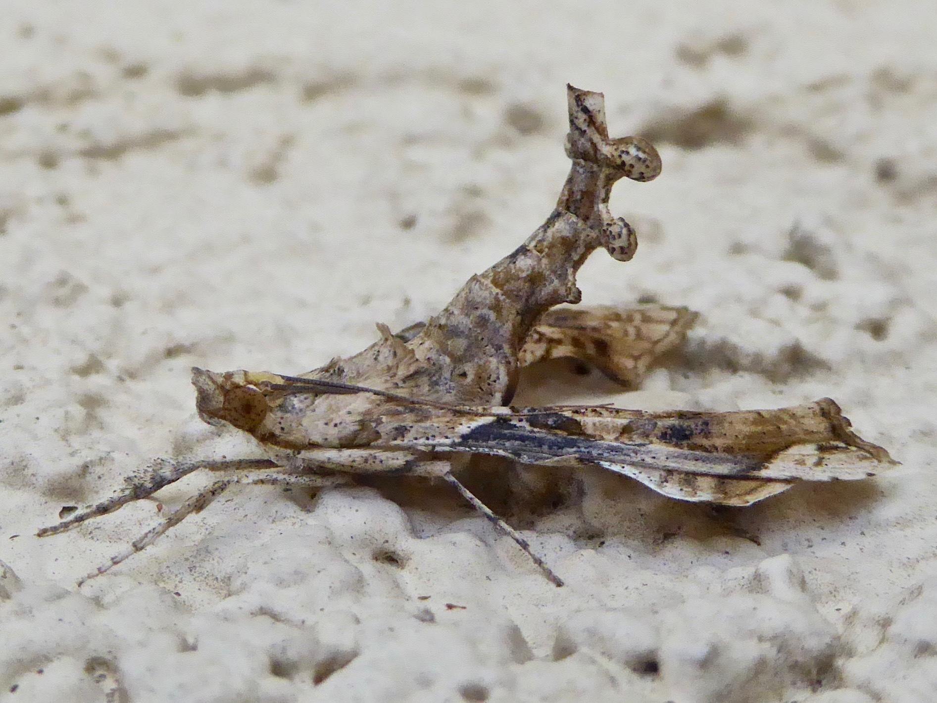 Terastia