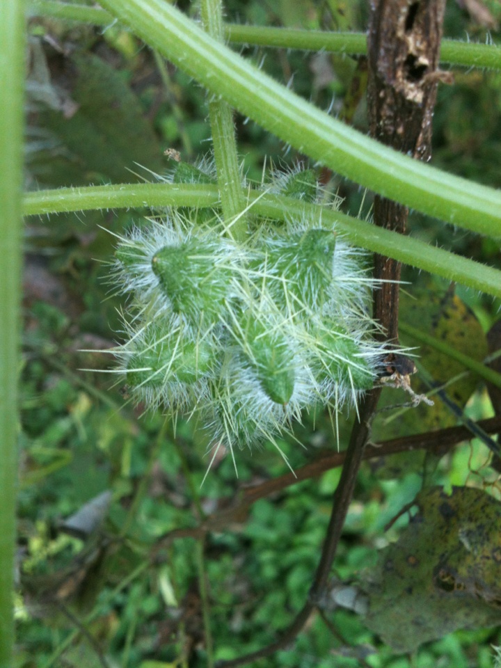 Sicyos angulatus
