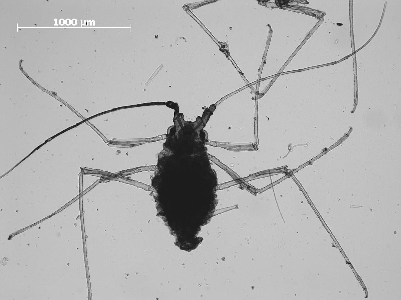 Idiopterus nephrelepidis