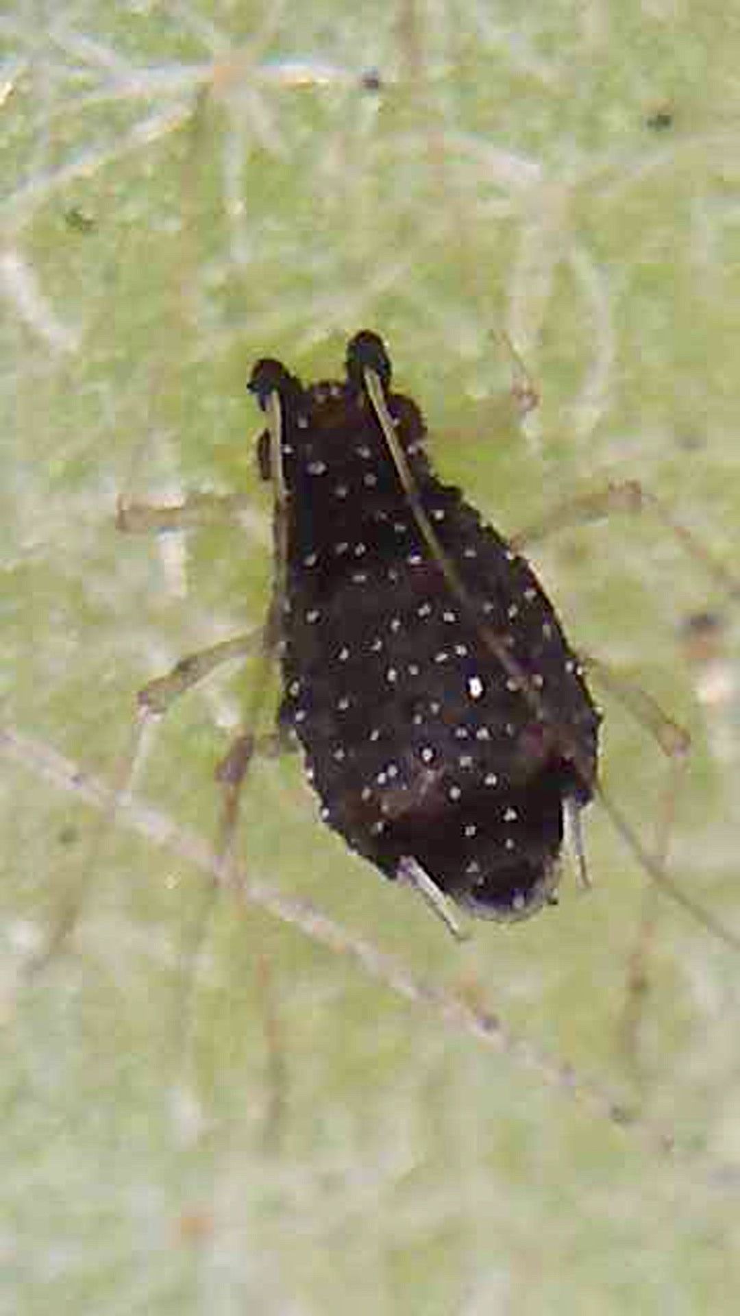 Idiopterus nephrelepidis