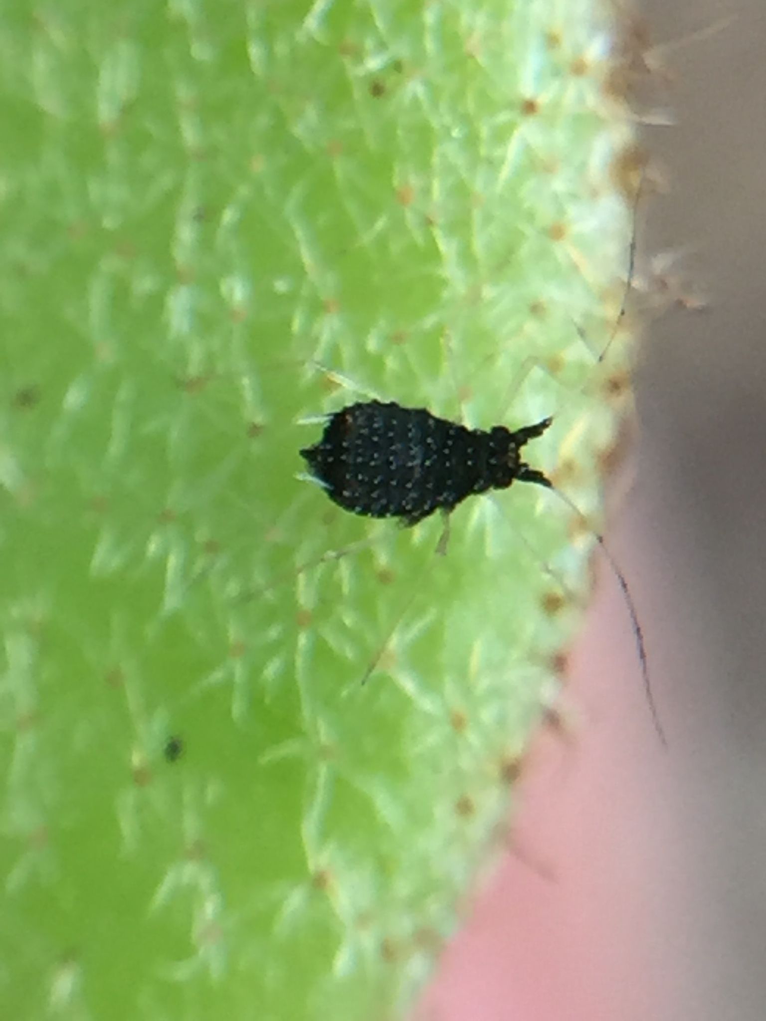 Idiopterus nephrelepidis