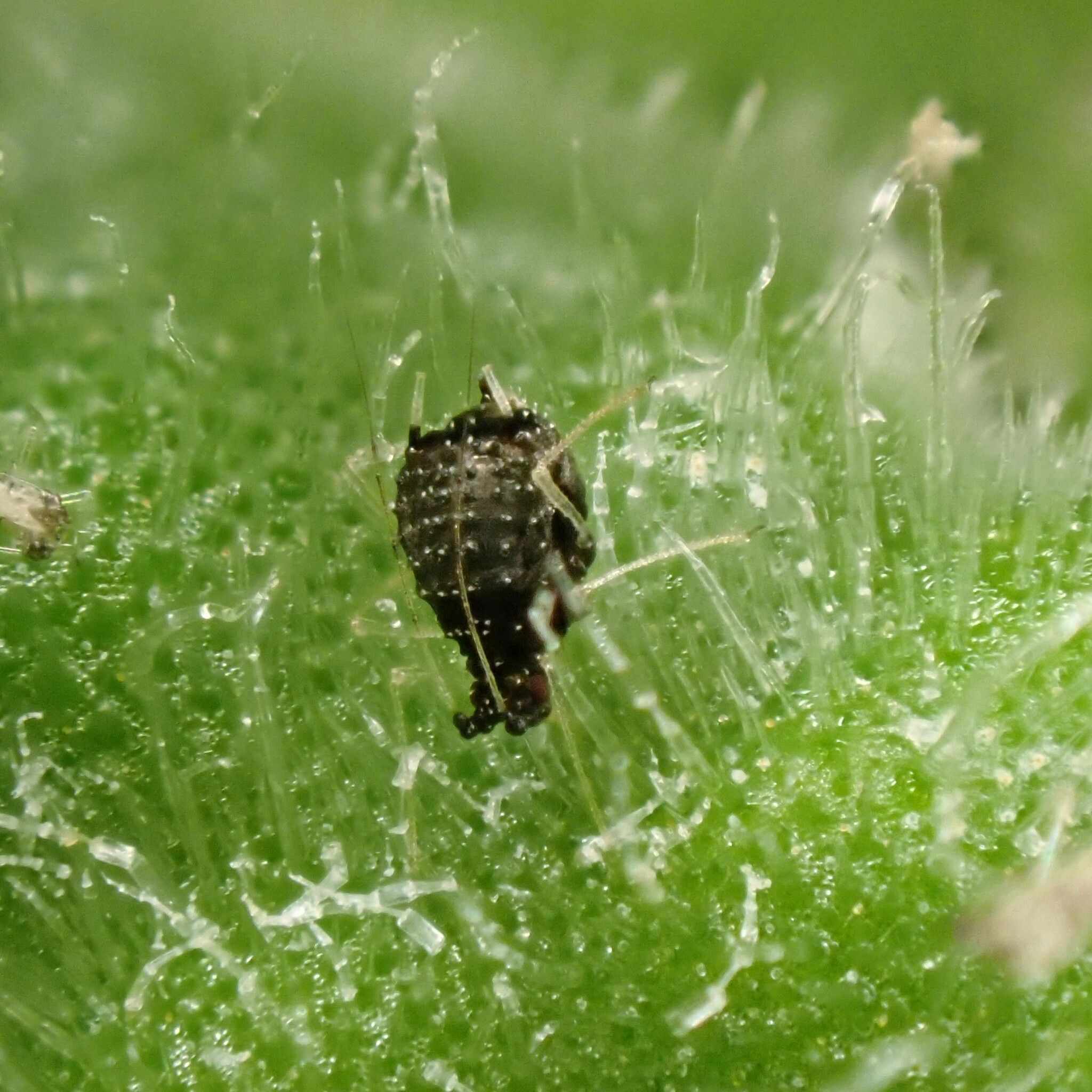 Idiopterus nephrelepidis