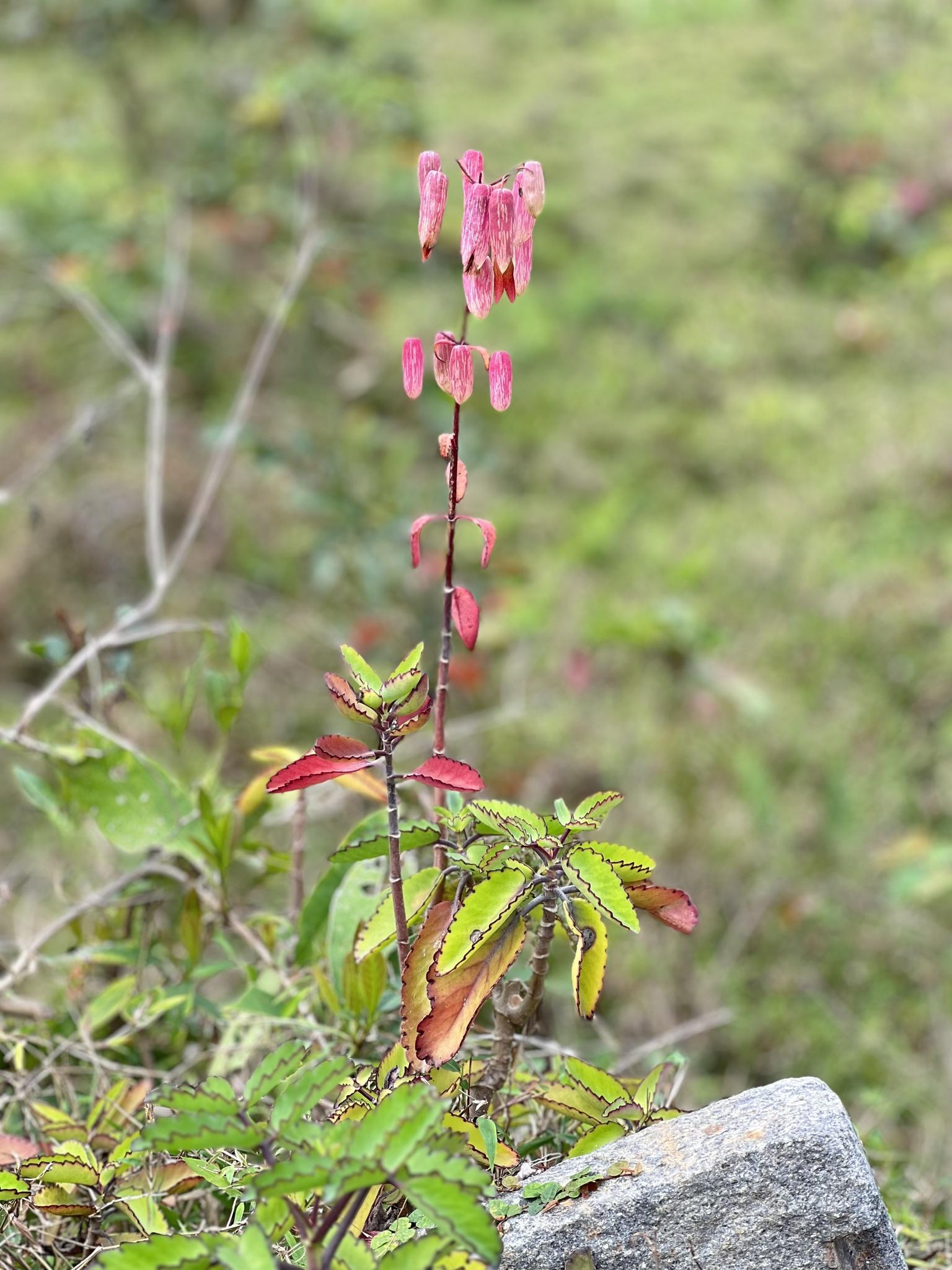 Kalanchoe pinnata