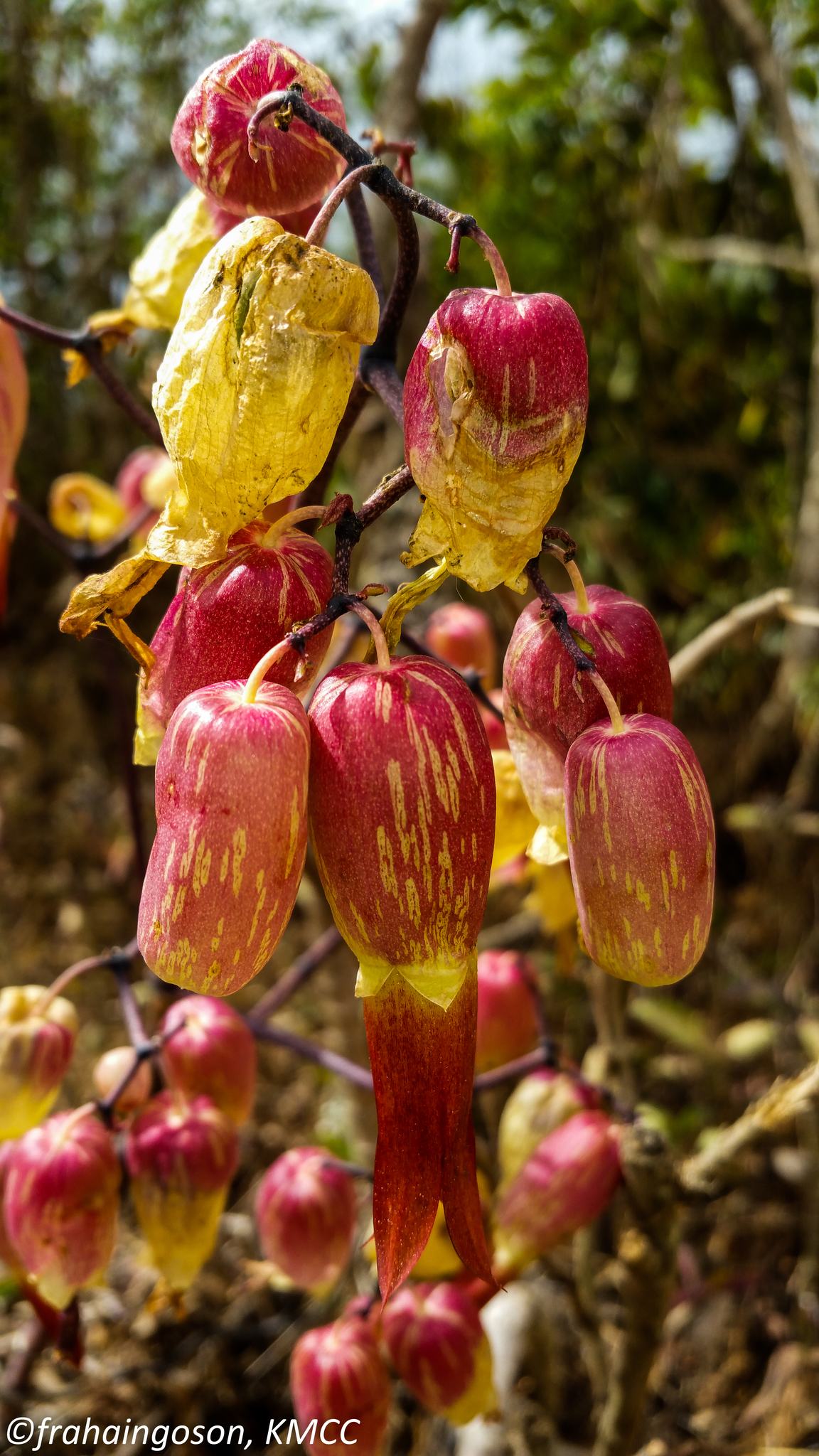 Kalanchoe pinnata