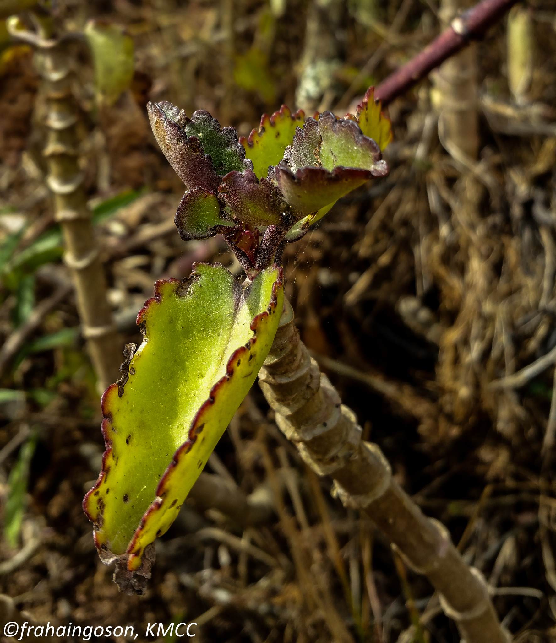 Kalanchoe pinnata
