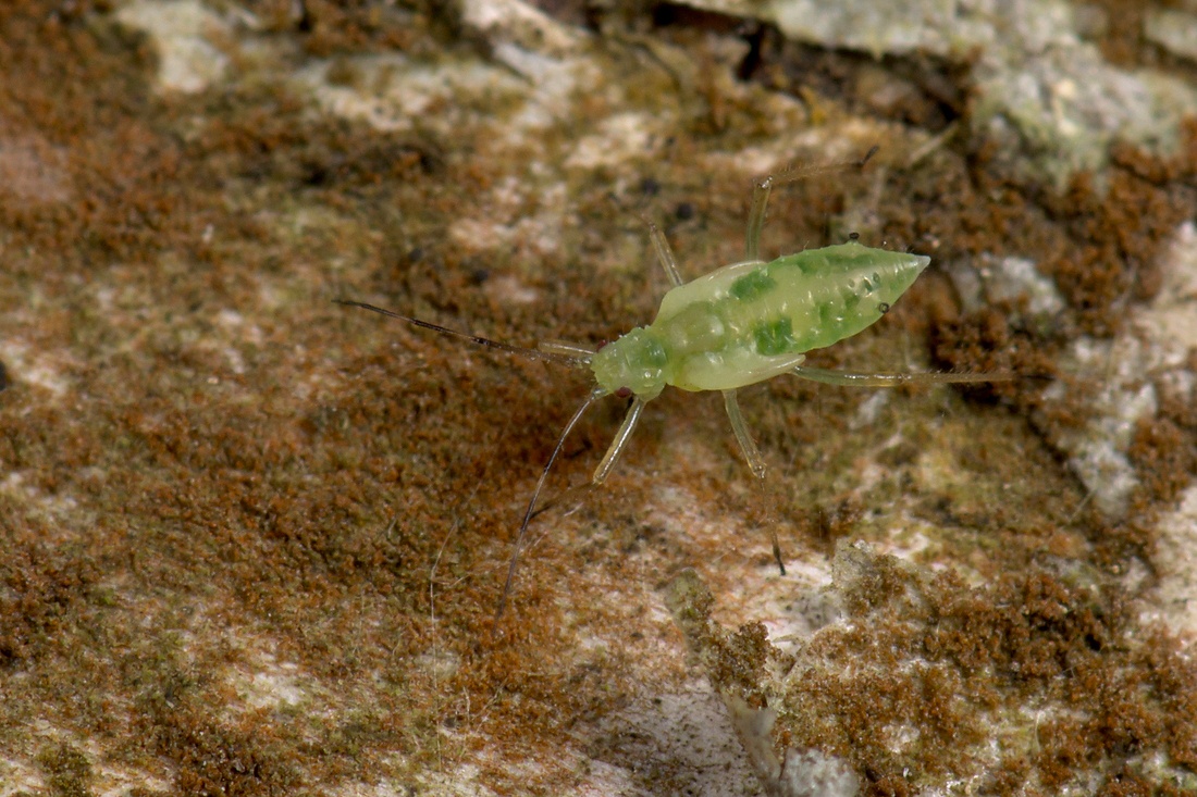 Euceraphis