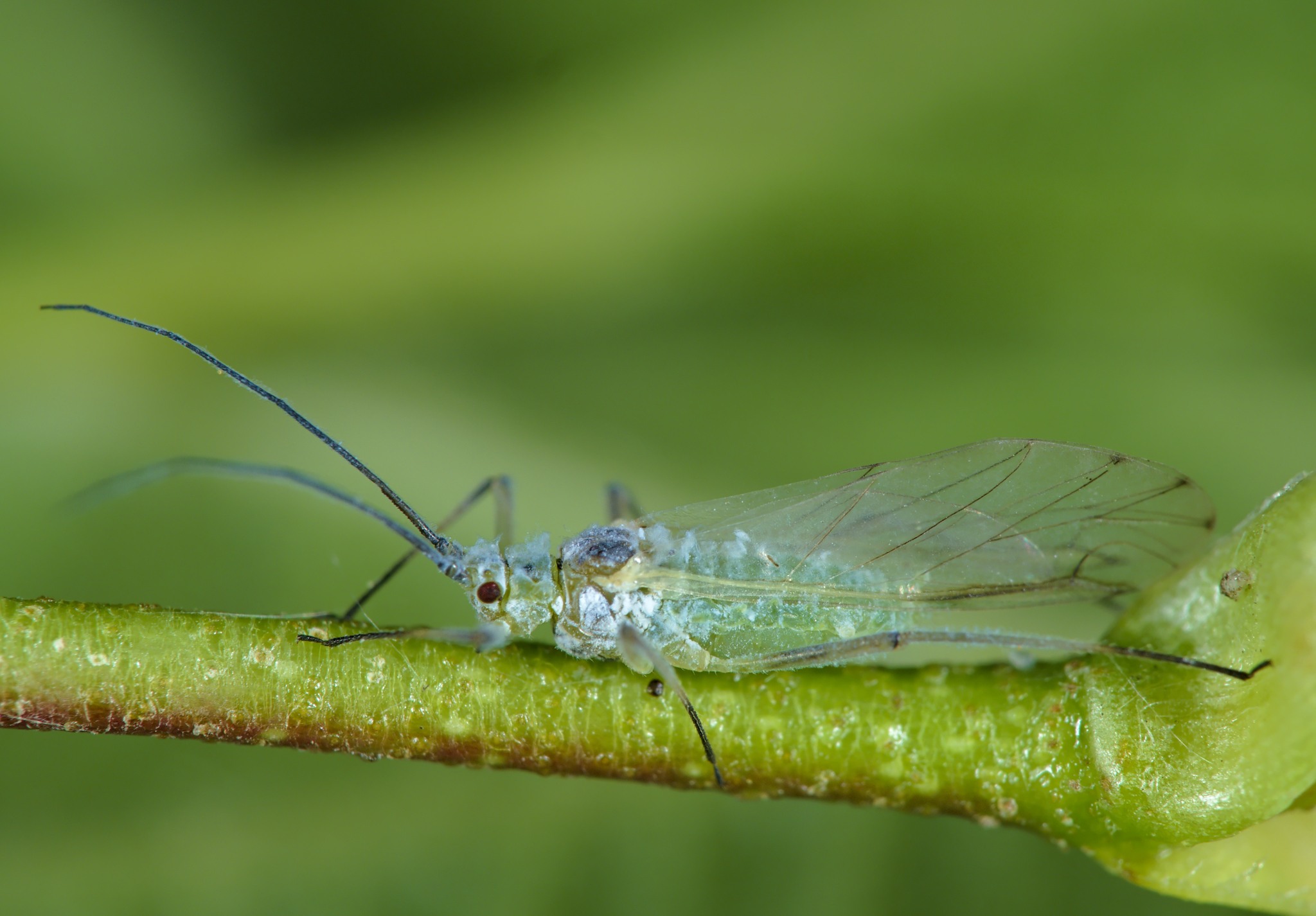 Euceraphis