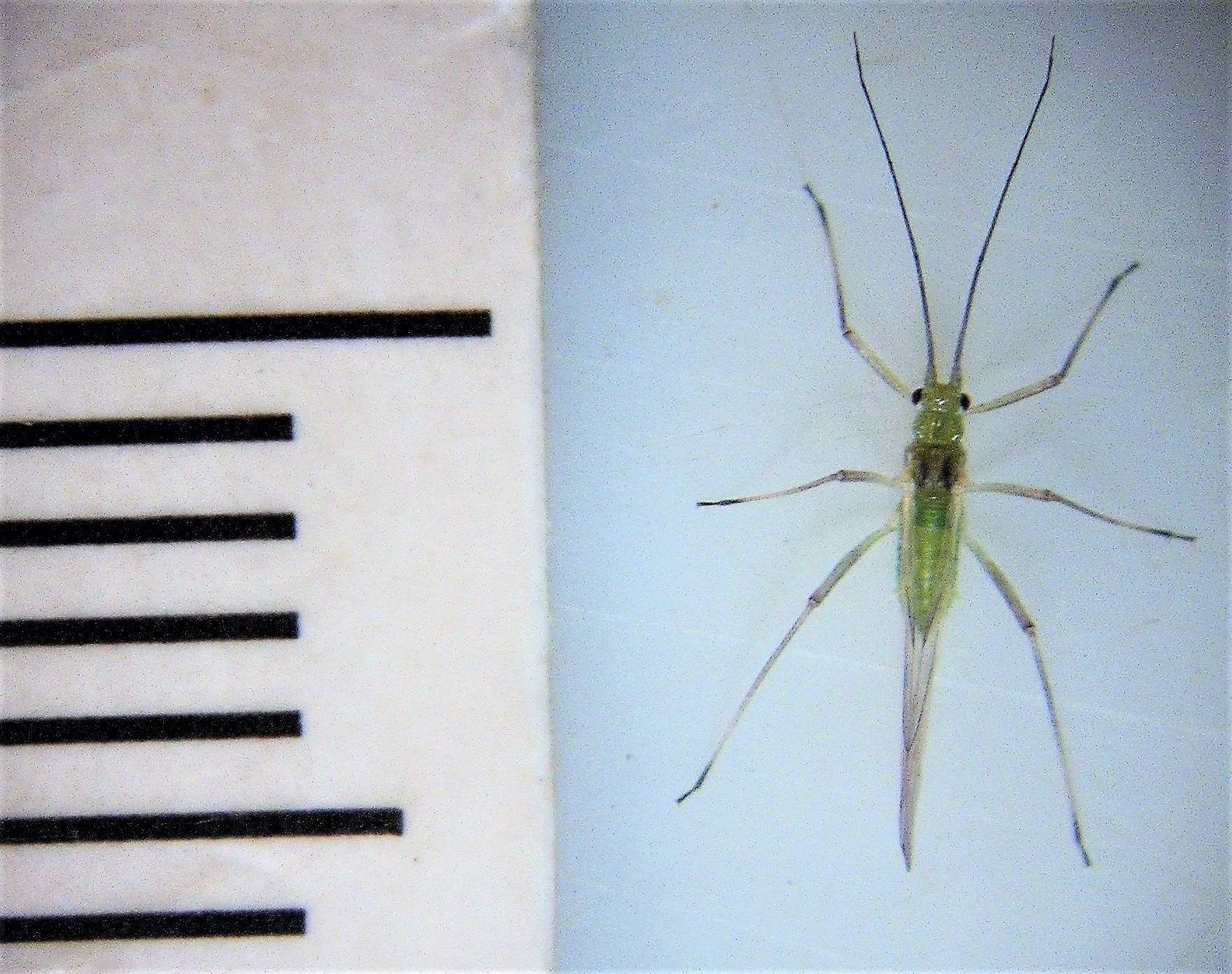 Euceraphis