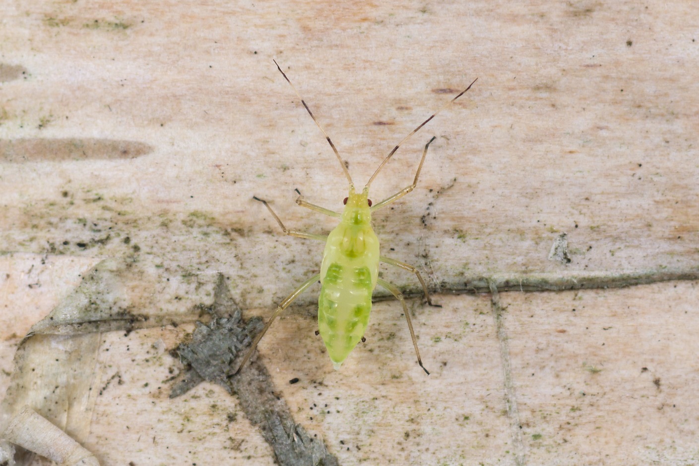 Euceraphis