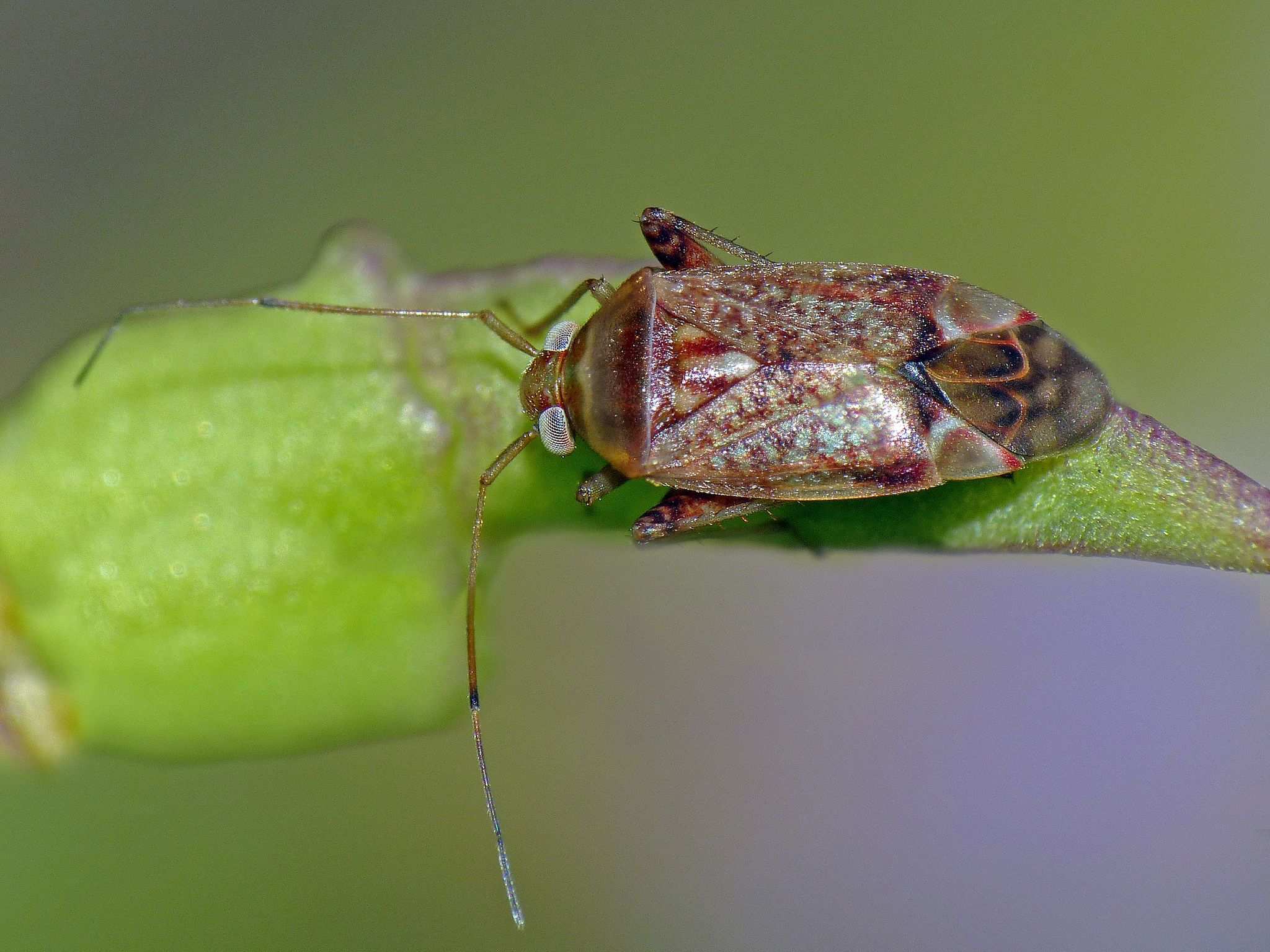 Diomocoris