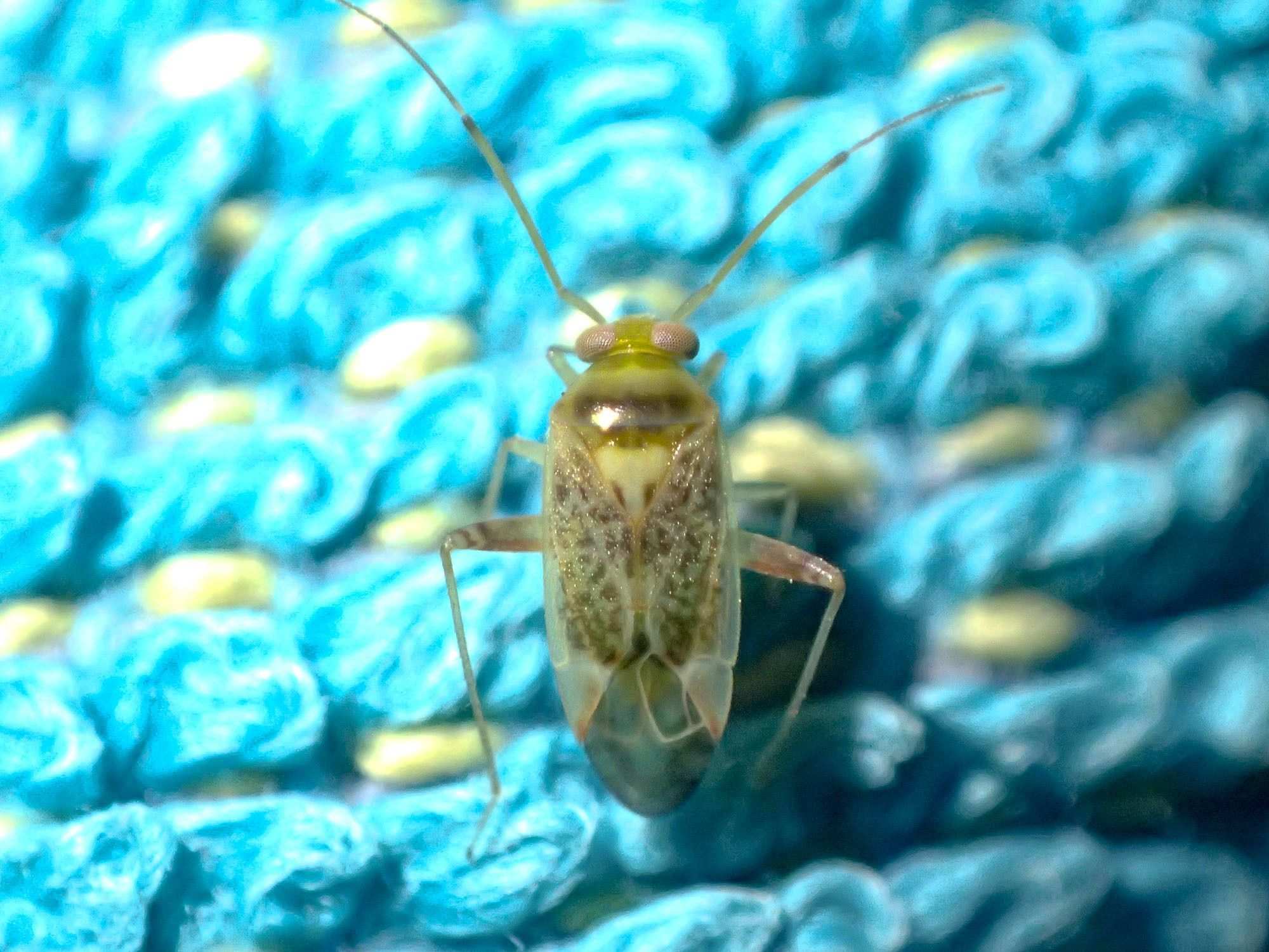Diomocoris