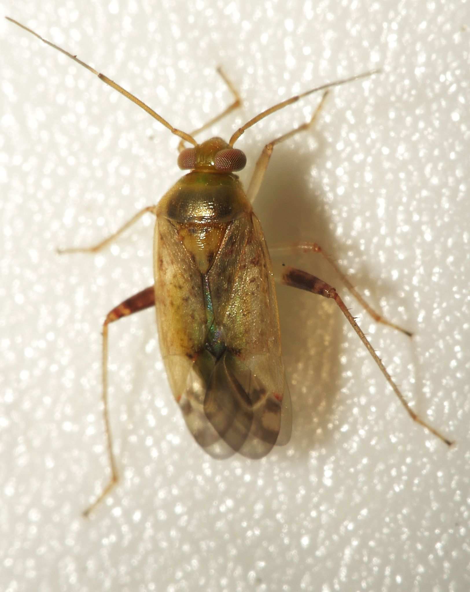 Diomocoris