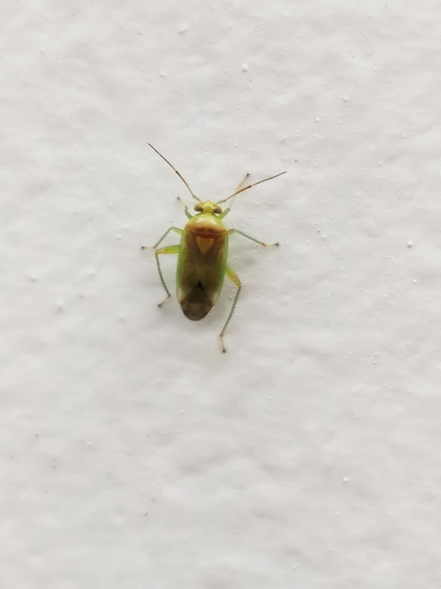 Diomocoris