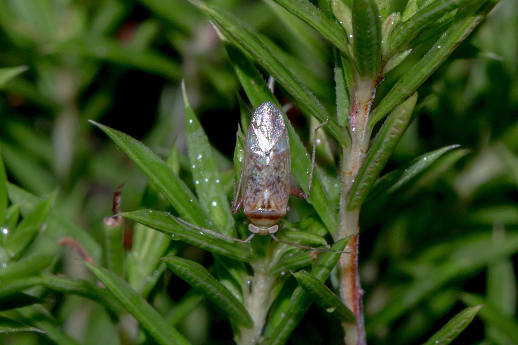 Diomocoris