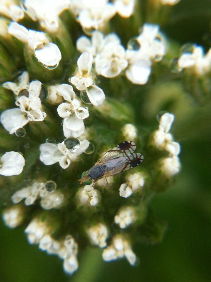 Trupanea wheeleri