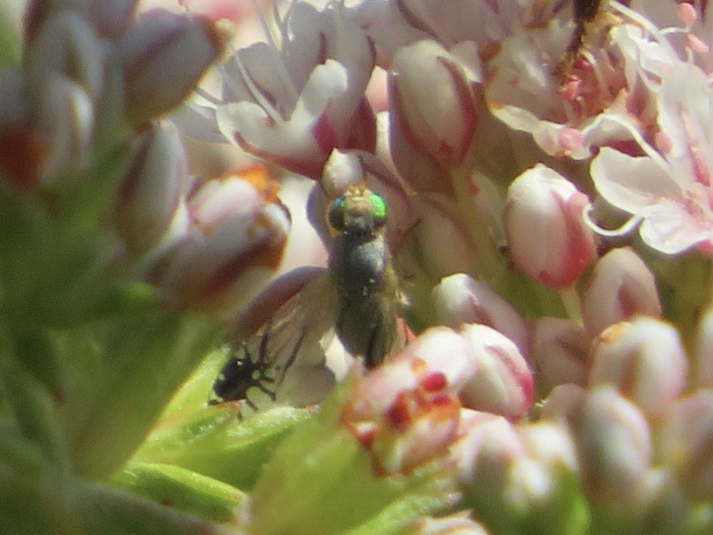 Trupanea wheeleri