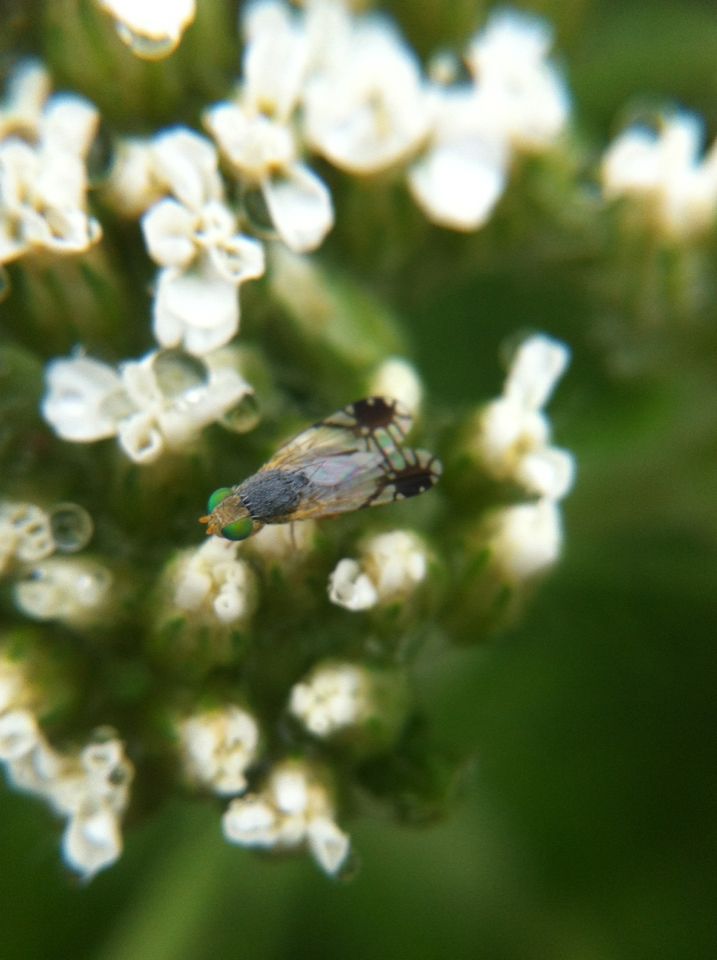 Trupanea wheeleri