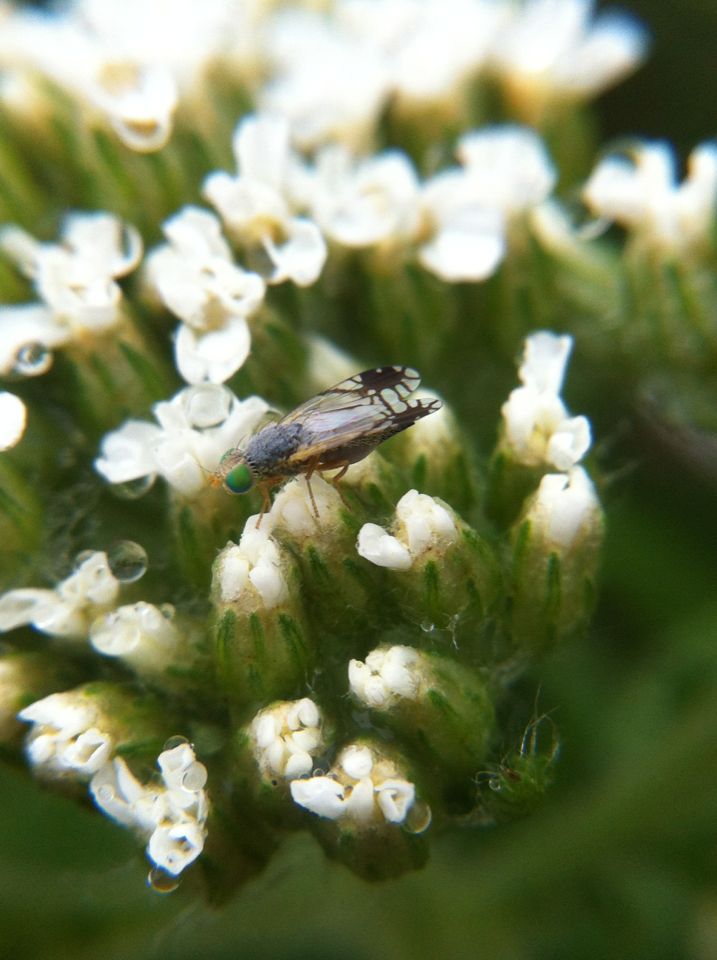 Trupanea wheeleri