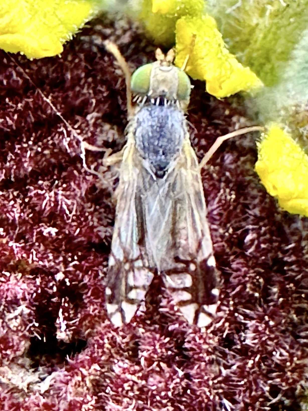 Trupanea wheeleri