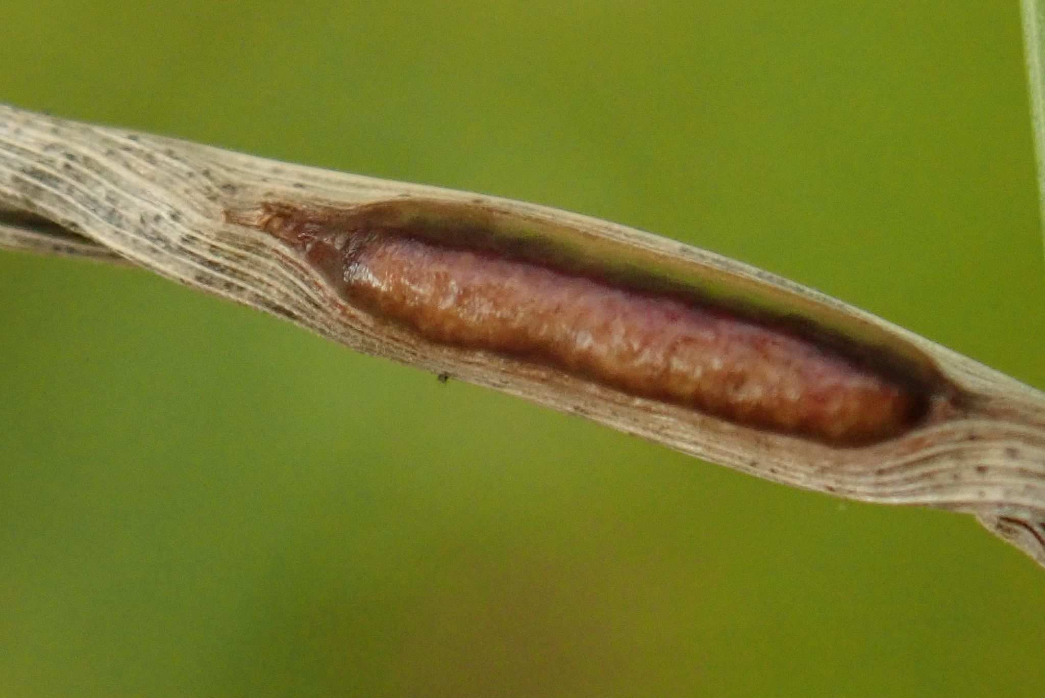 Anguina graminis