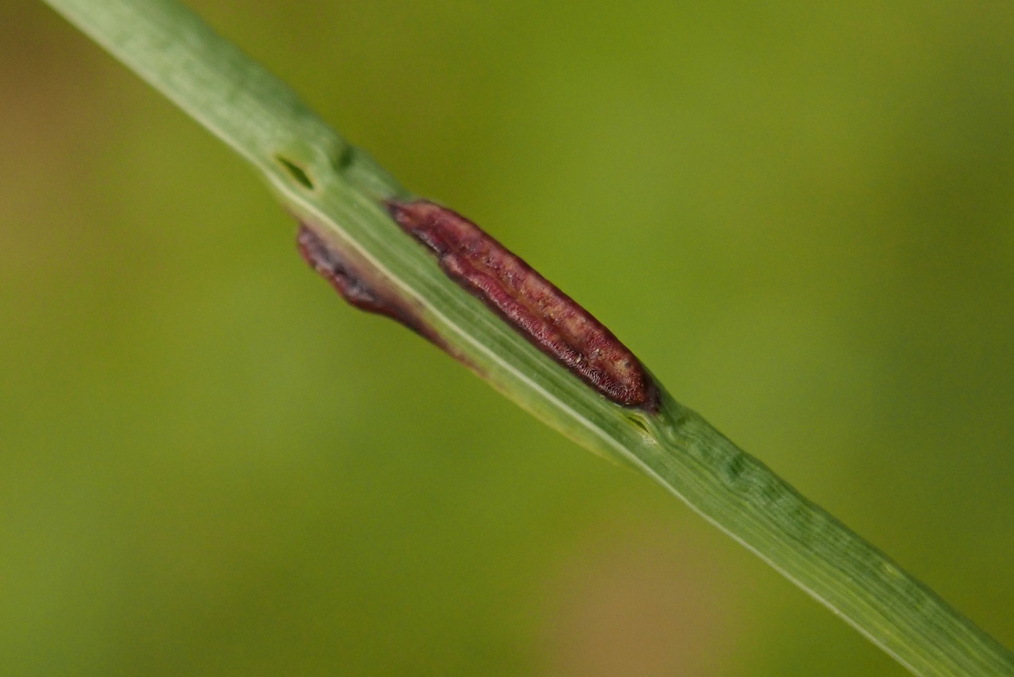 Anguina graminis