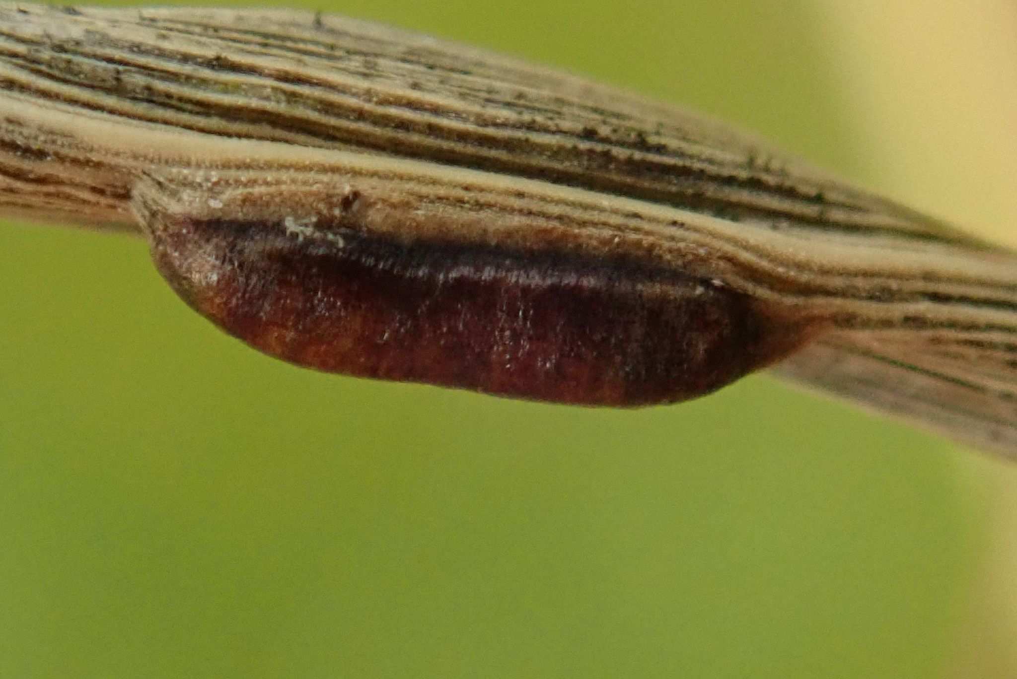 Anguina graminis