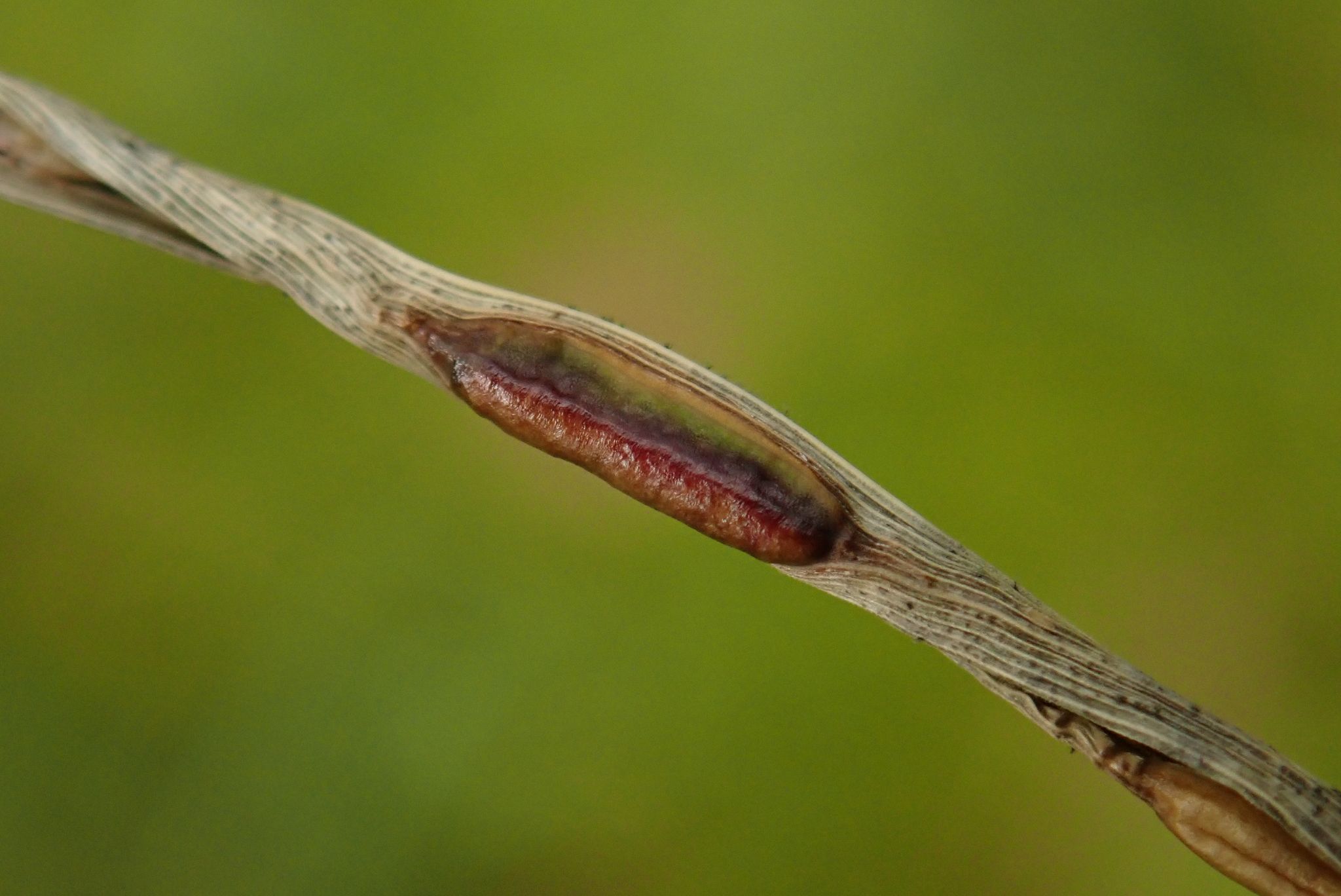 Anguina graminis