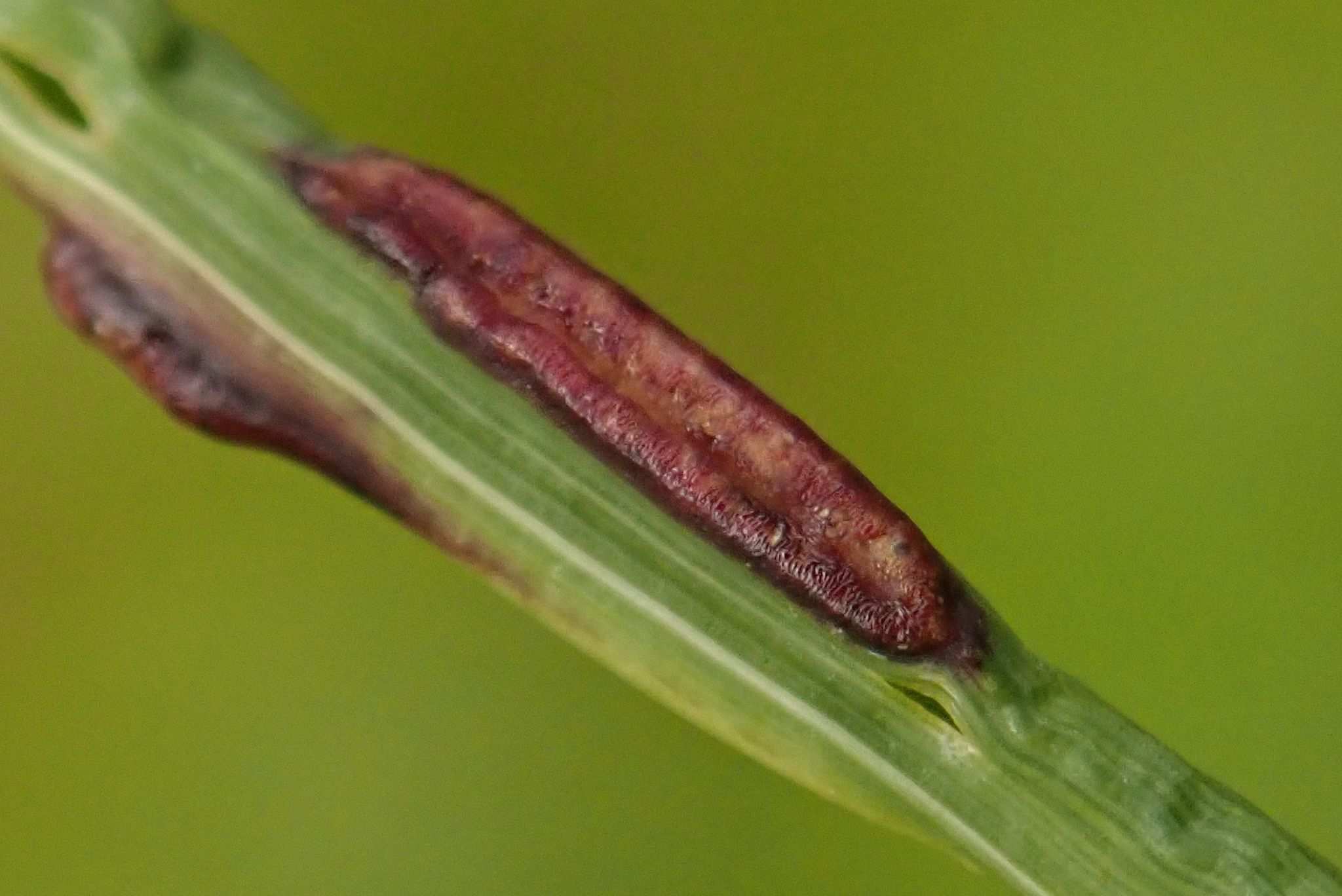 Anguina graminis