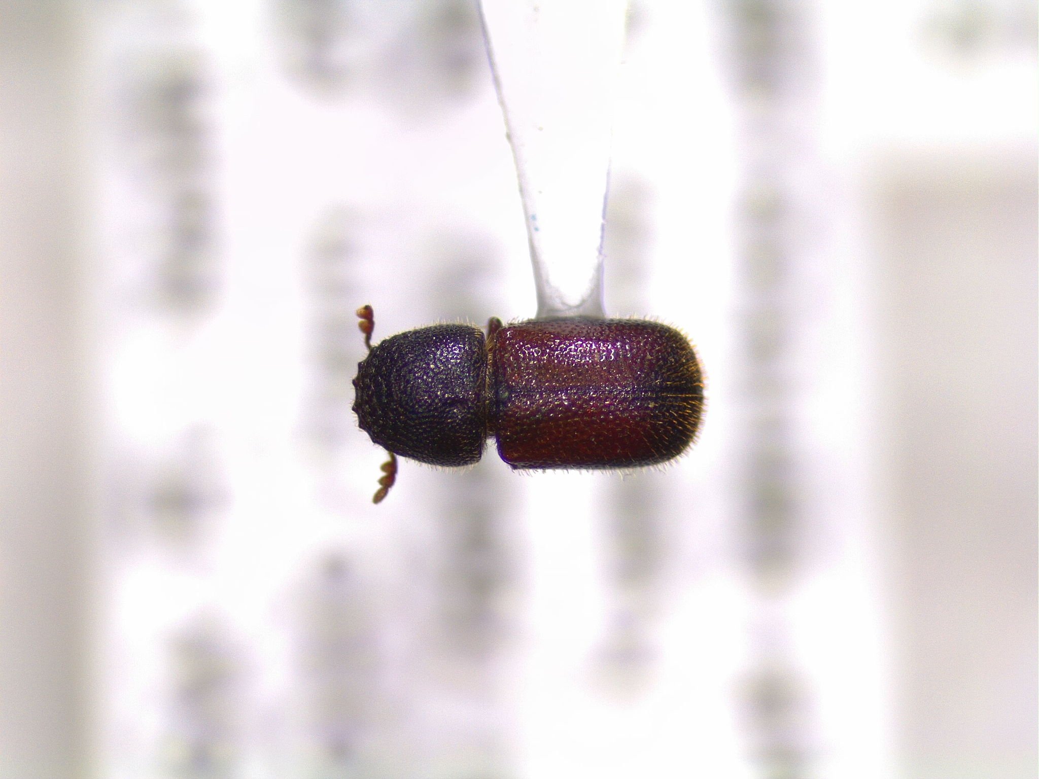 Dinoderus minutus