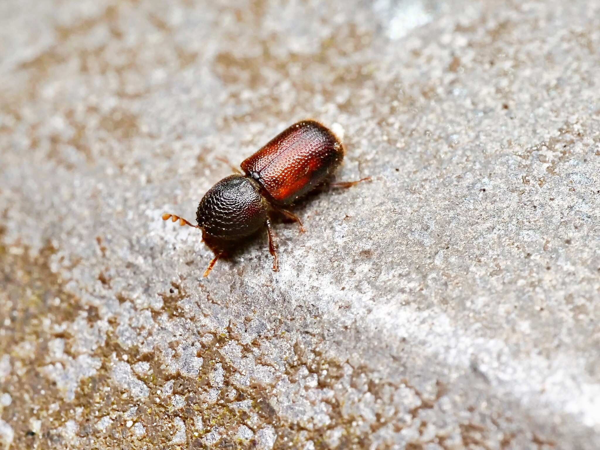 Dinoderus minutus