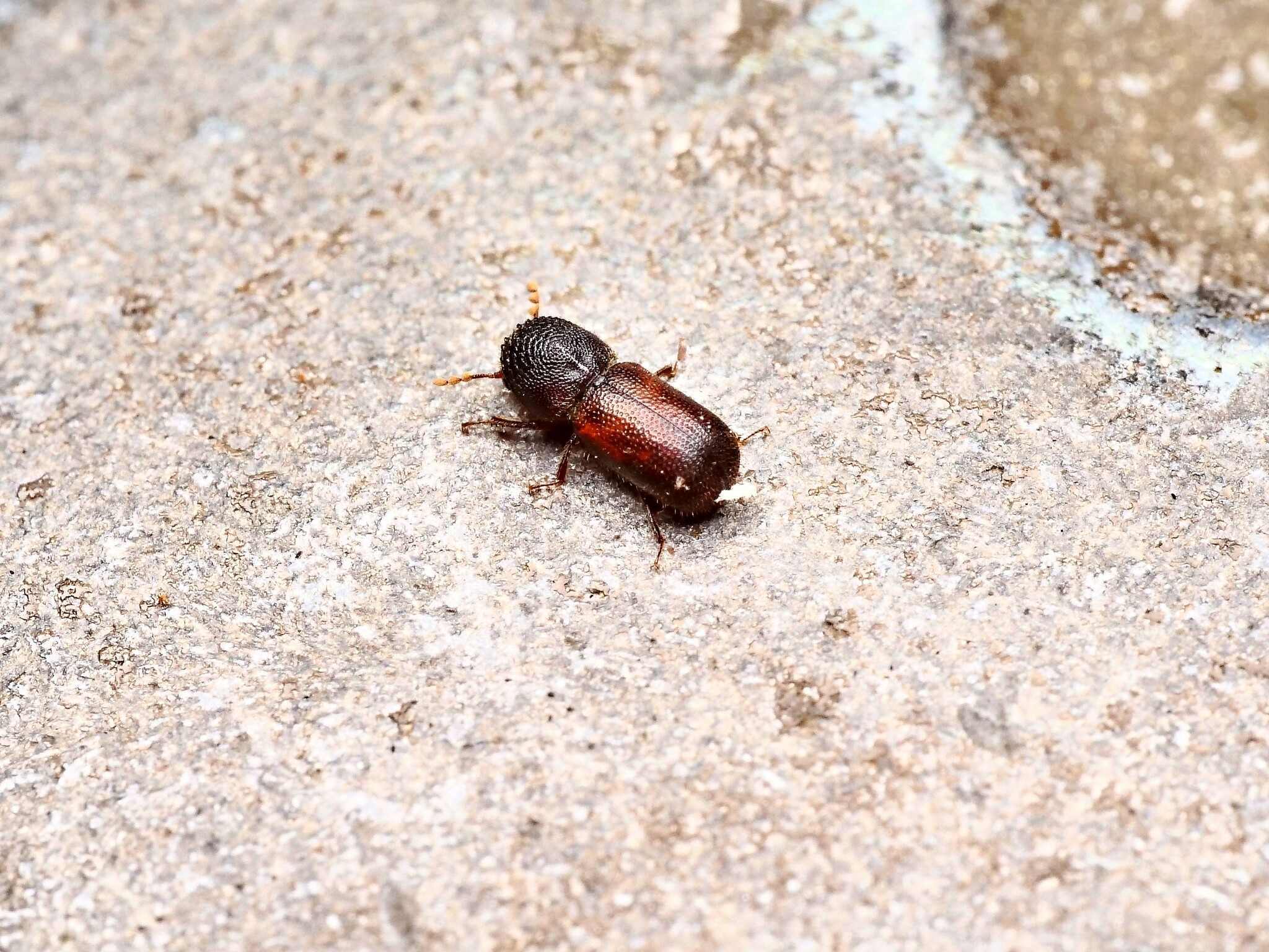 Dinoderus minutus