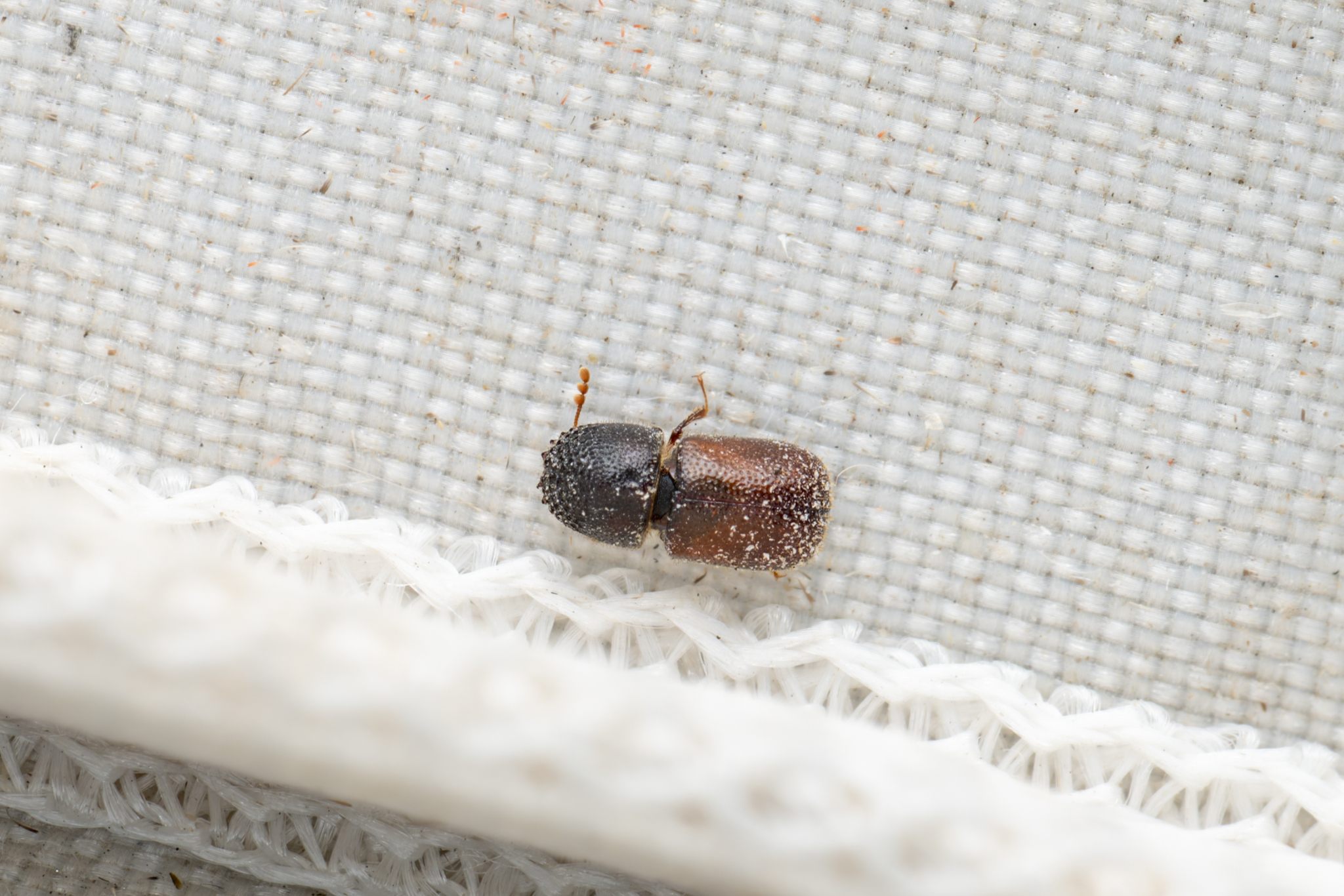 Dinoderus minutus