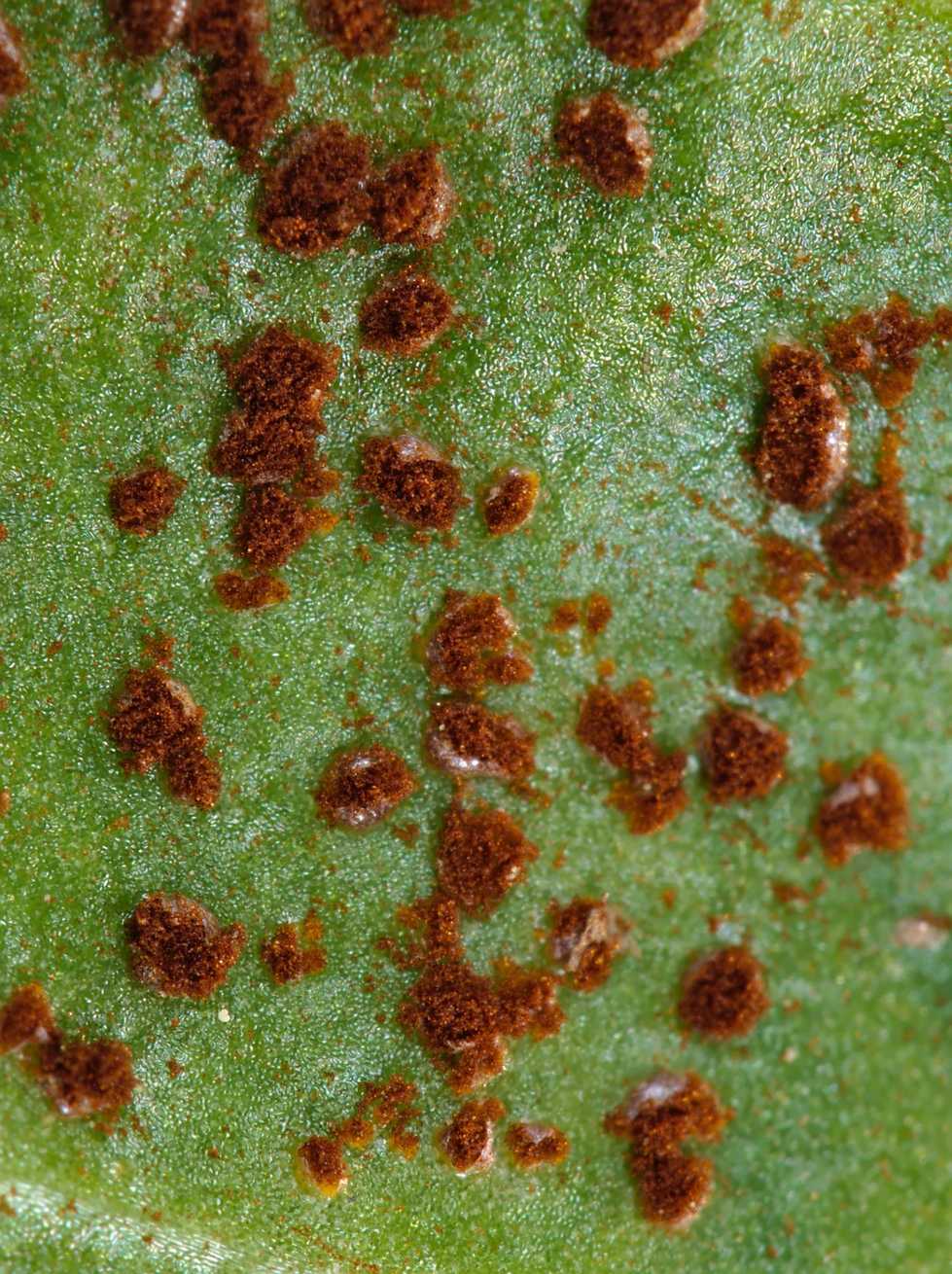 Uromyces beticola