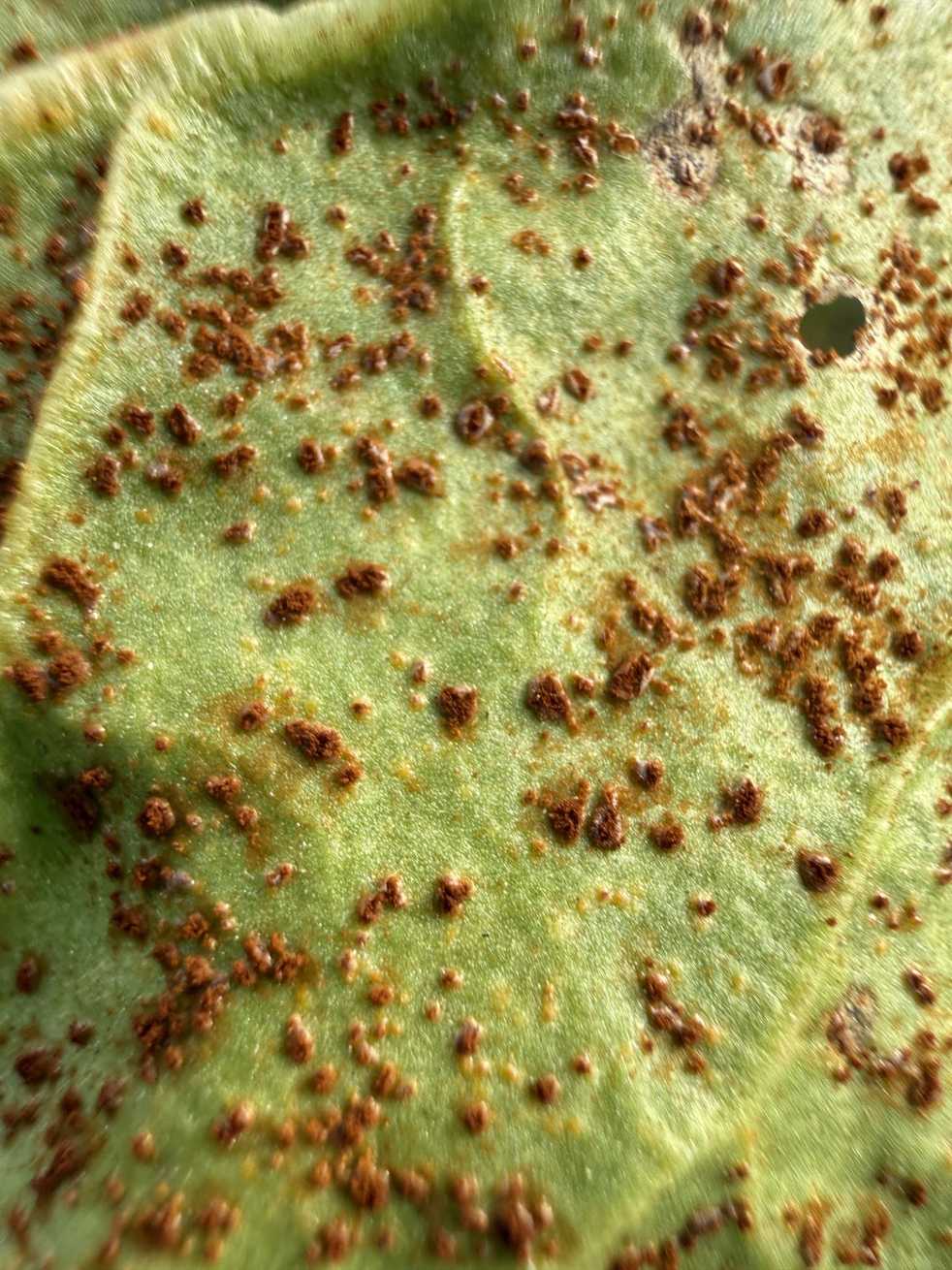 Uromyces beticola