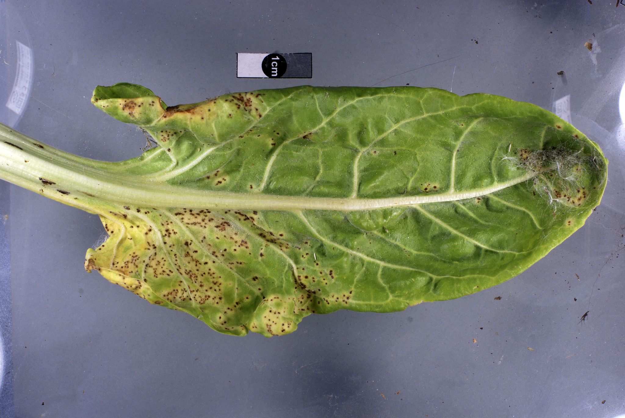 Uromyces beticola