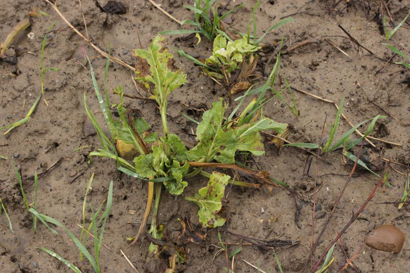 Uromyces beticola